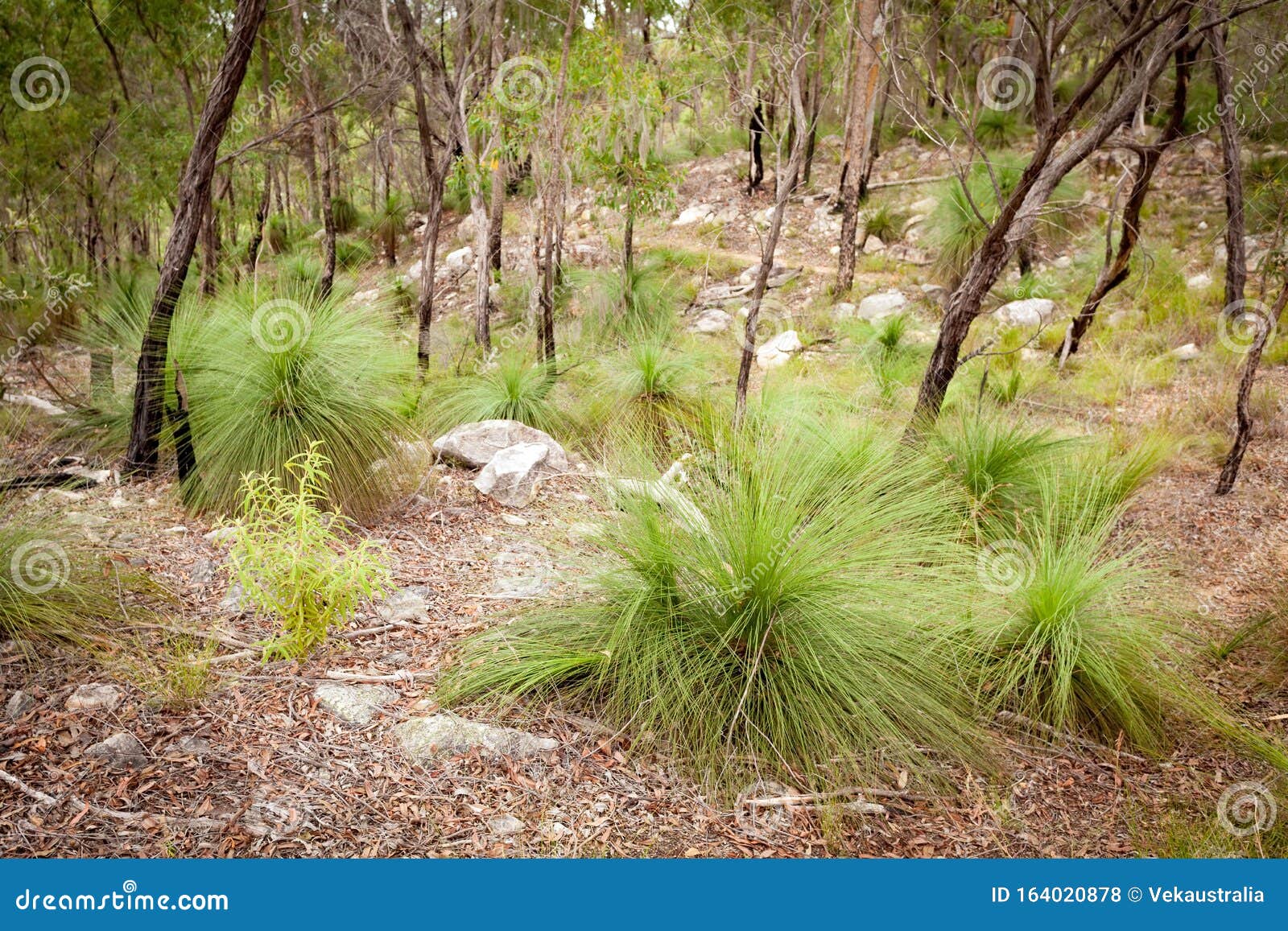 Xanthorrhoea `Black Boy` Tree Growing In The Australian Bush Royalty