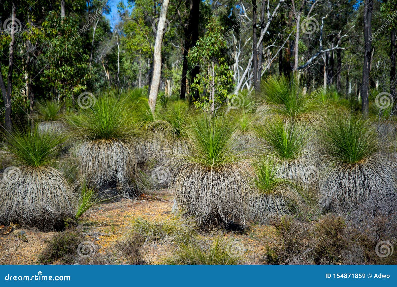 Black Boy Plants stock image. Image of green, tail, xanthorrhoea