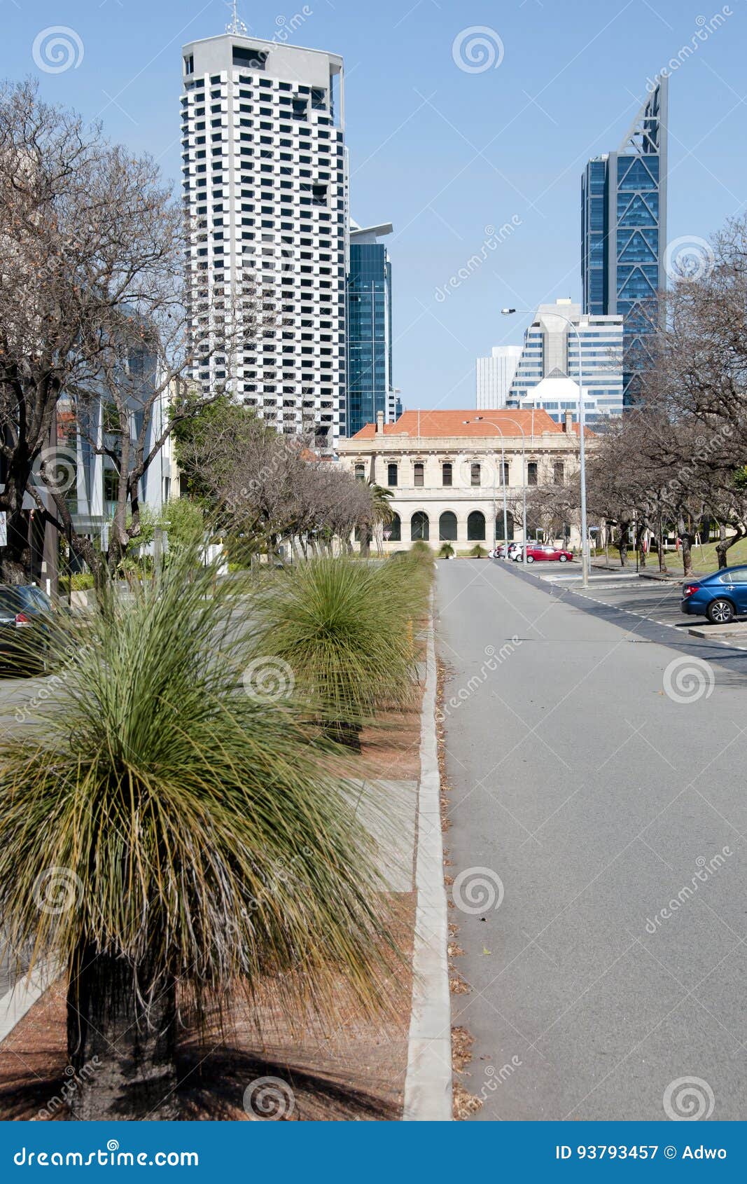 Black Boy Plants Perth Australia Stock Image Image of park, woods