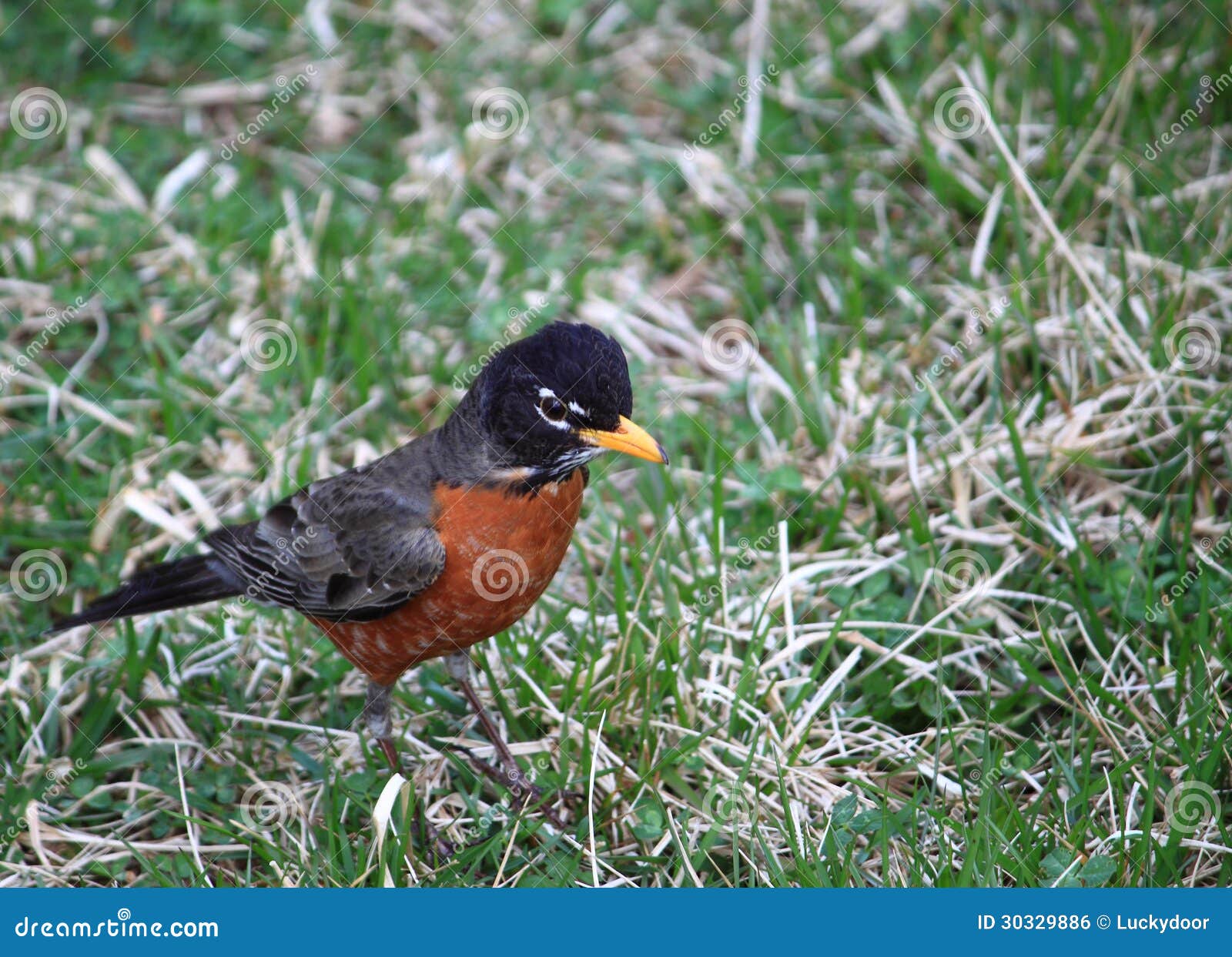 American Robin stock photo. Image of lawns, american 30329886
