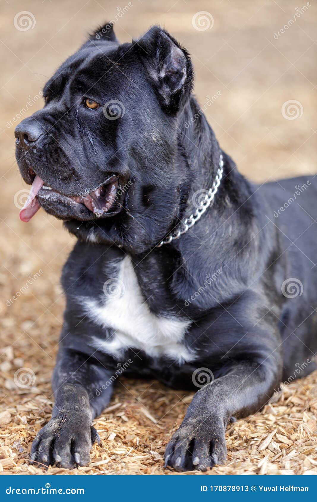 Black Brindle Cane Corso Italian Mastiff Female Puppy
