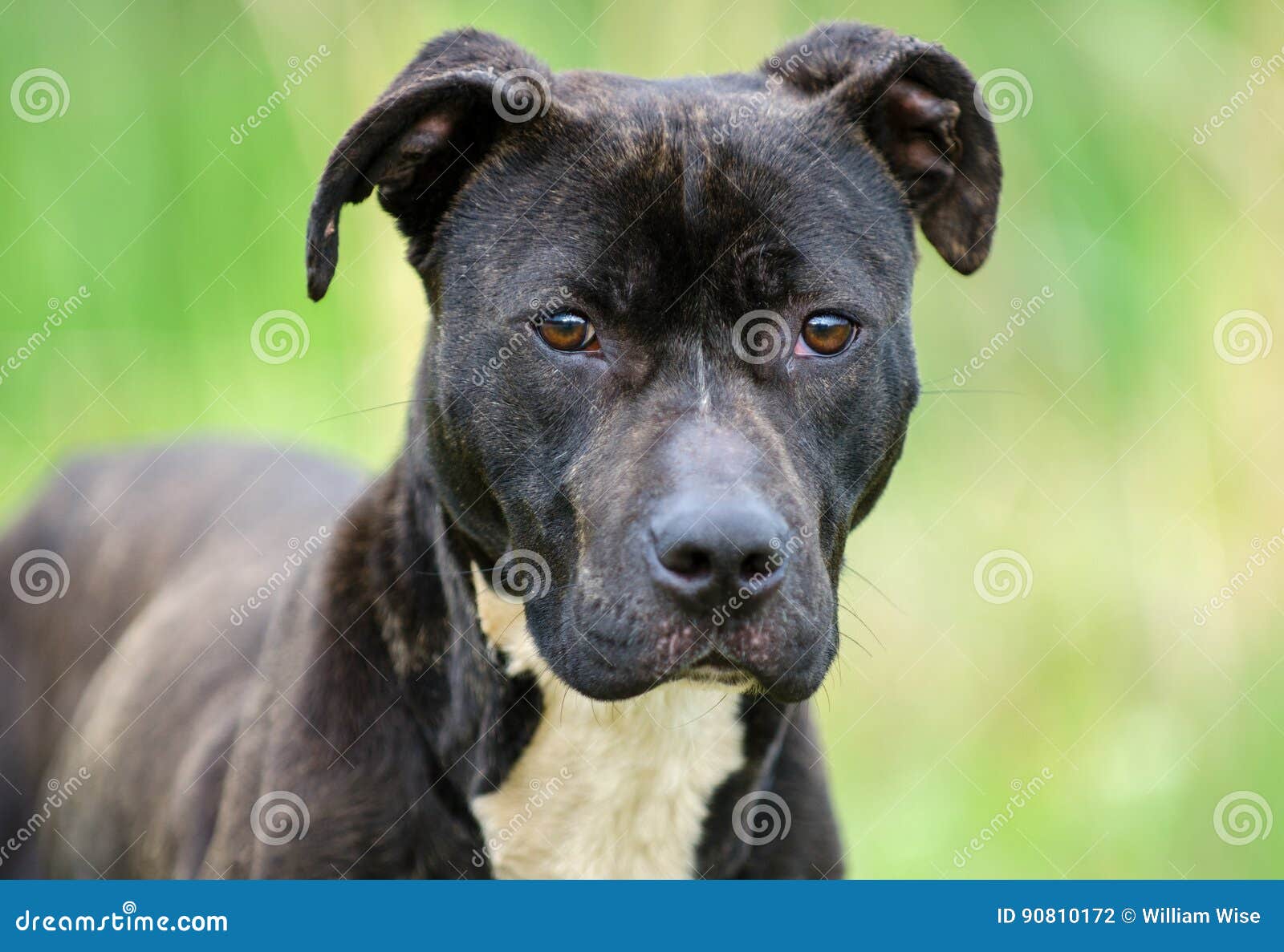 pitbull black brindle