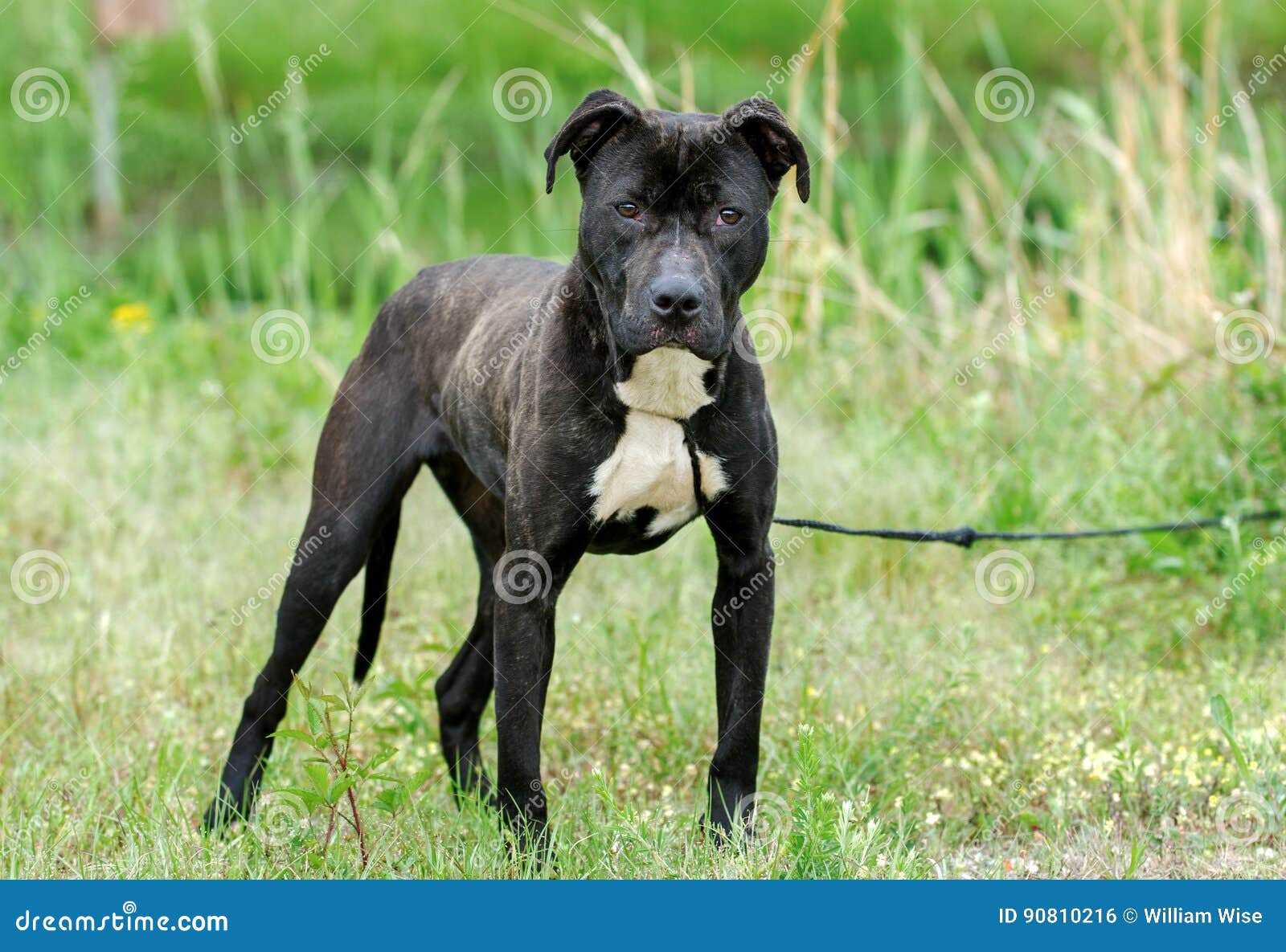 pitbull black brindle