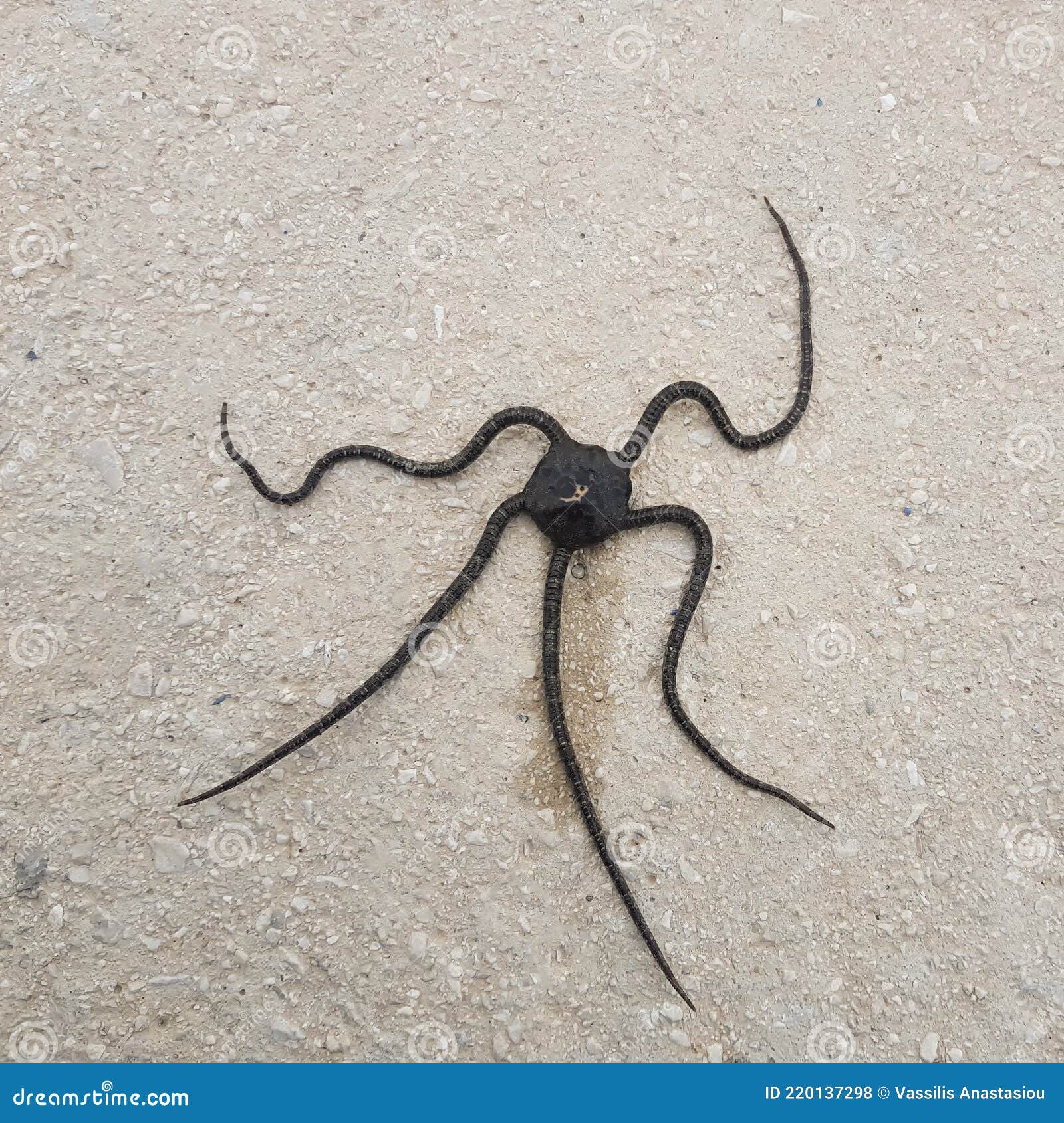 Black Brittle Star with Four Legs. Stock Photo Image of ampullae