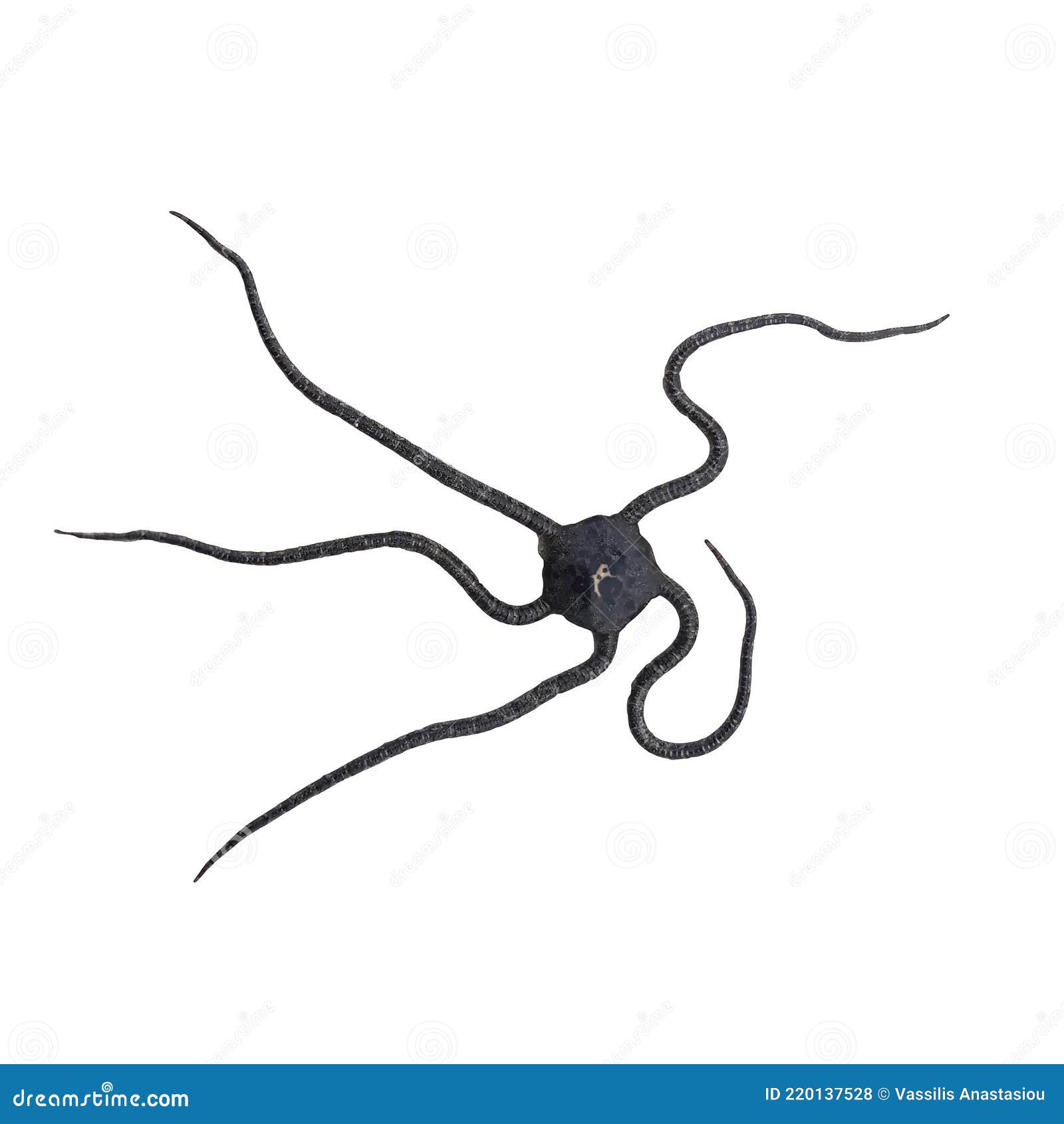 Brittle Star Stock Illustrations 45 Brittle Star Stock Illustrations
