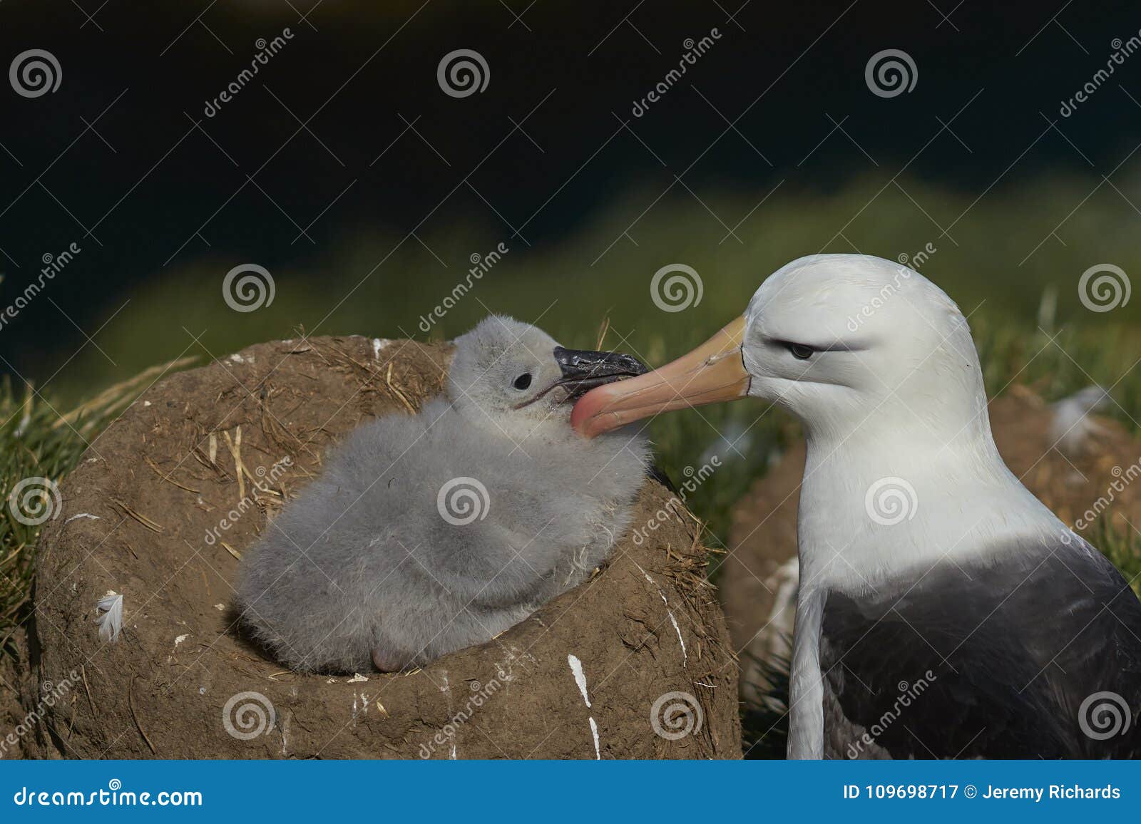 black-browed albatross grooming its chick on west point island
