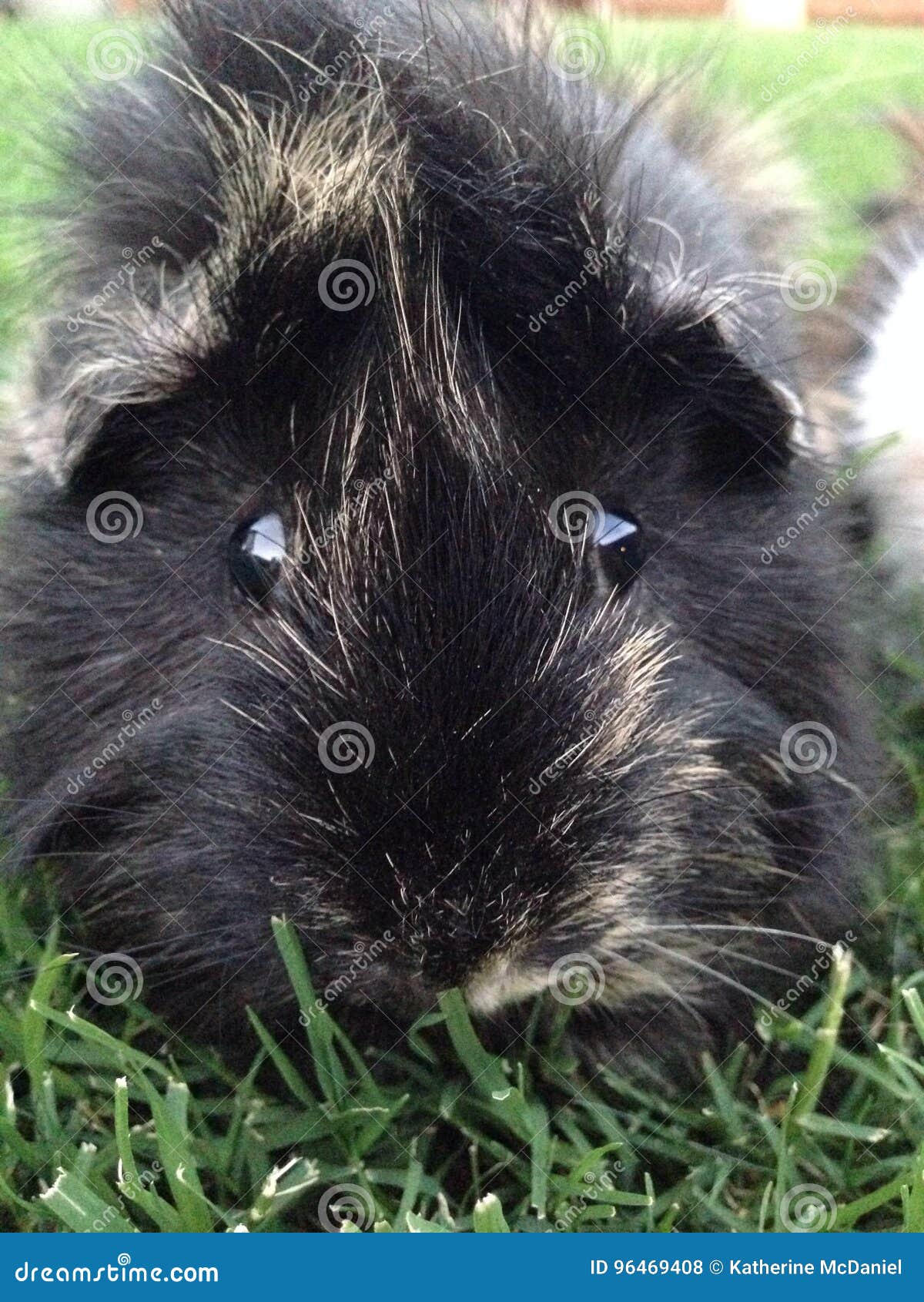 guinea pig black