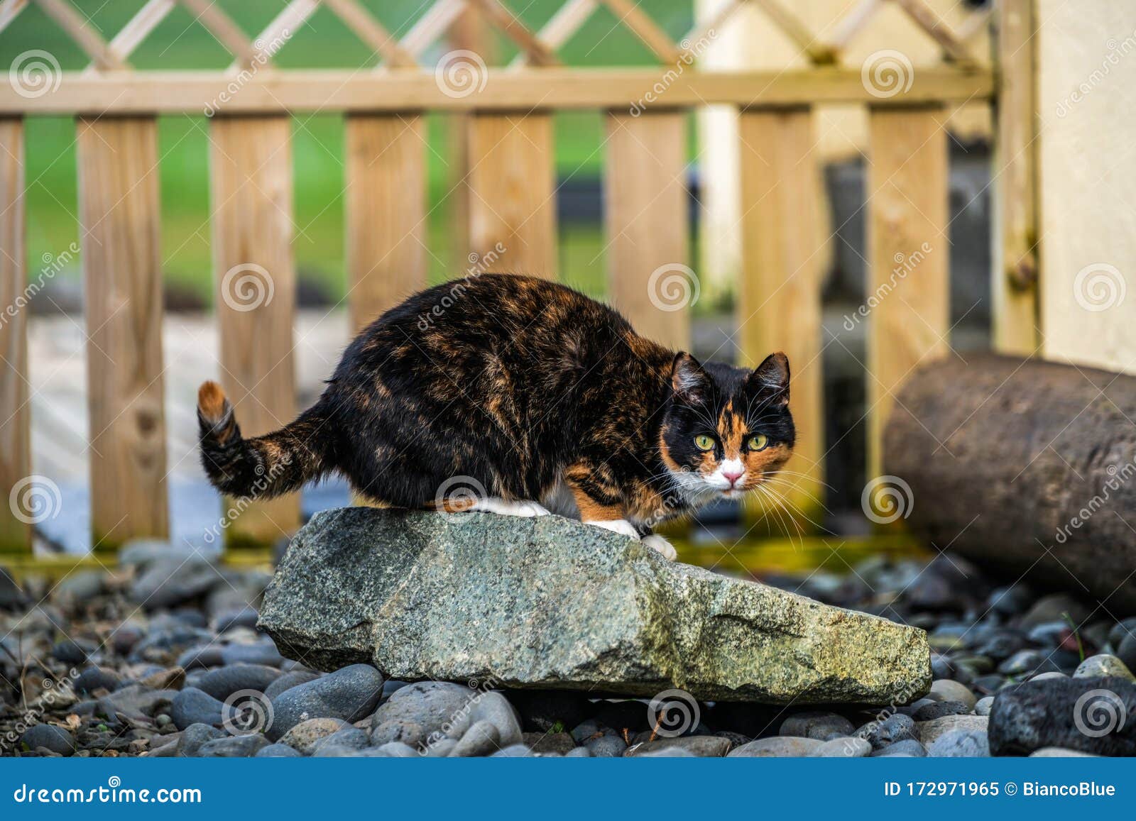 Black and Brown Color Cat Outside the House Stock Image - Image of eyes