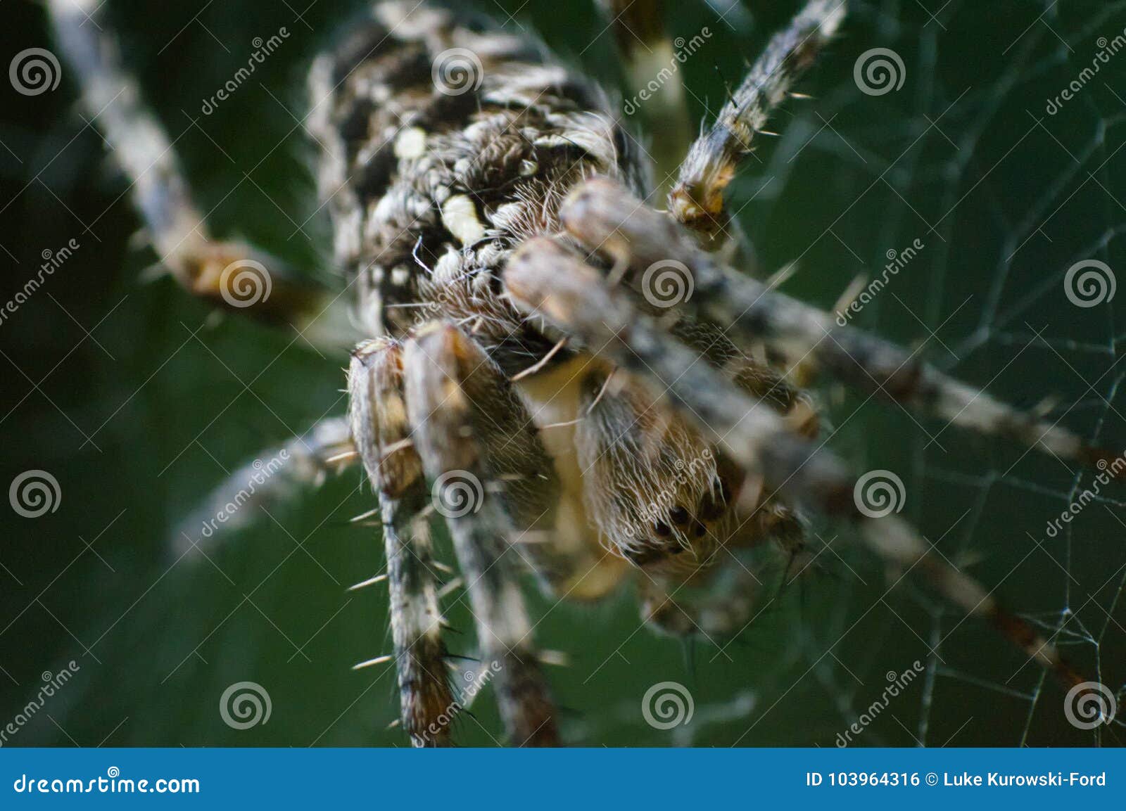 Common Garden Spider Stock Photo Image Of Insect Arachnid