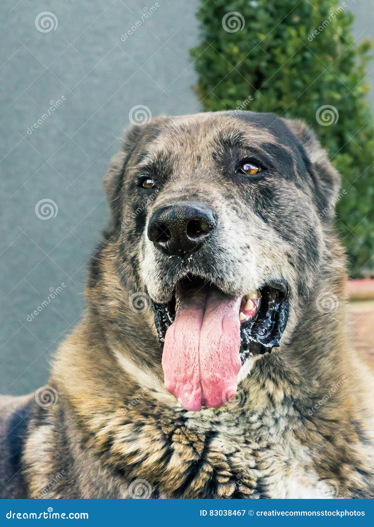 Black Brown And Gray Short Coated Medium Breed Dog Picture. Image 83038467
