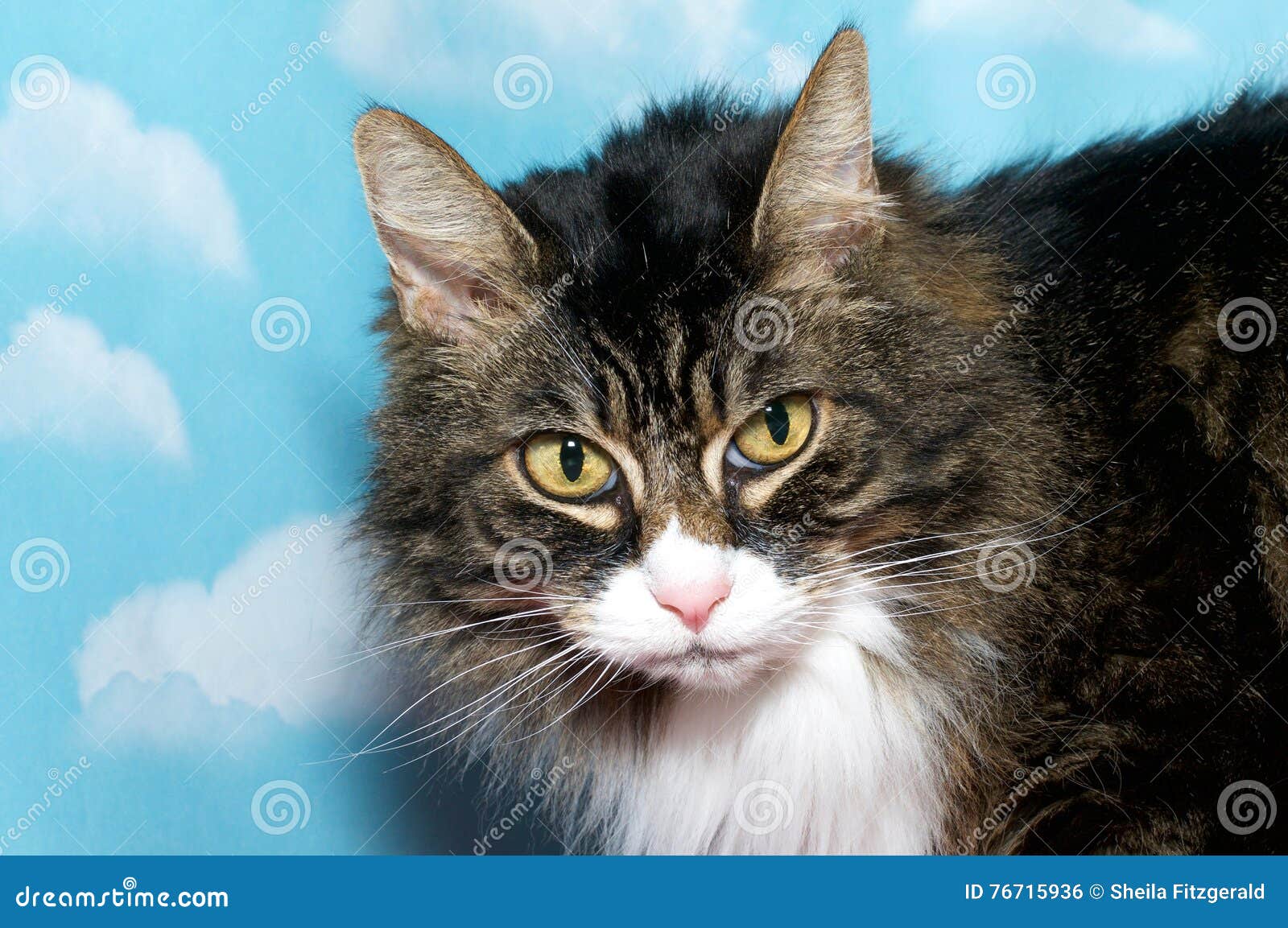 Black Brown and White Long Hair Tabby Cat with Yellow Eyes, Blue Stock  Photo - Image of head, background: 76715936