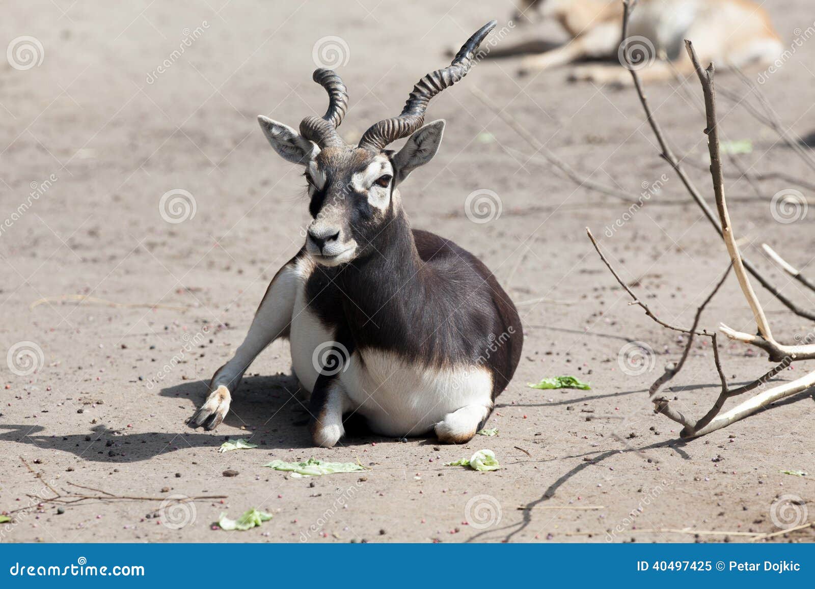 Black buck antelope stock image. Image of background - 40497425