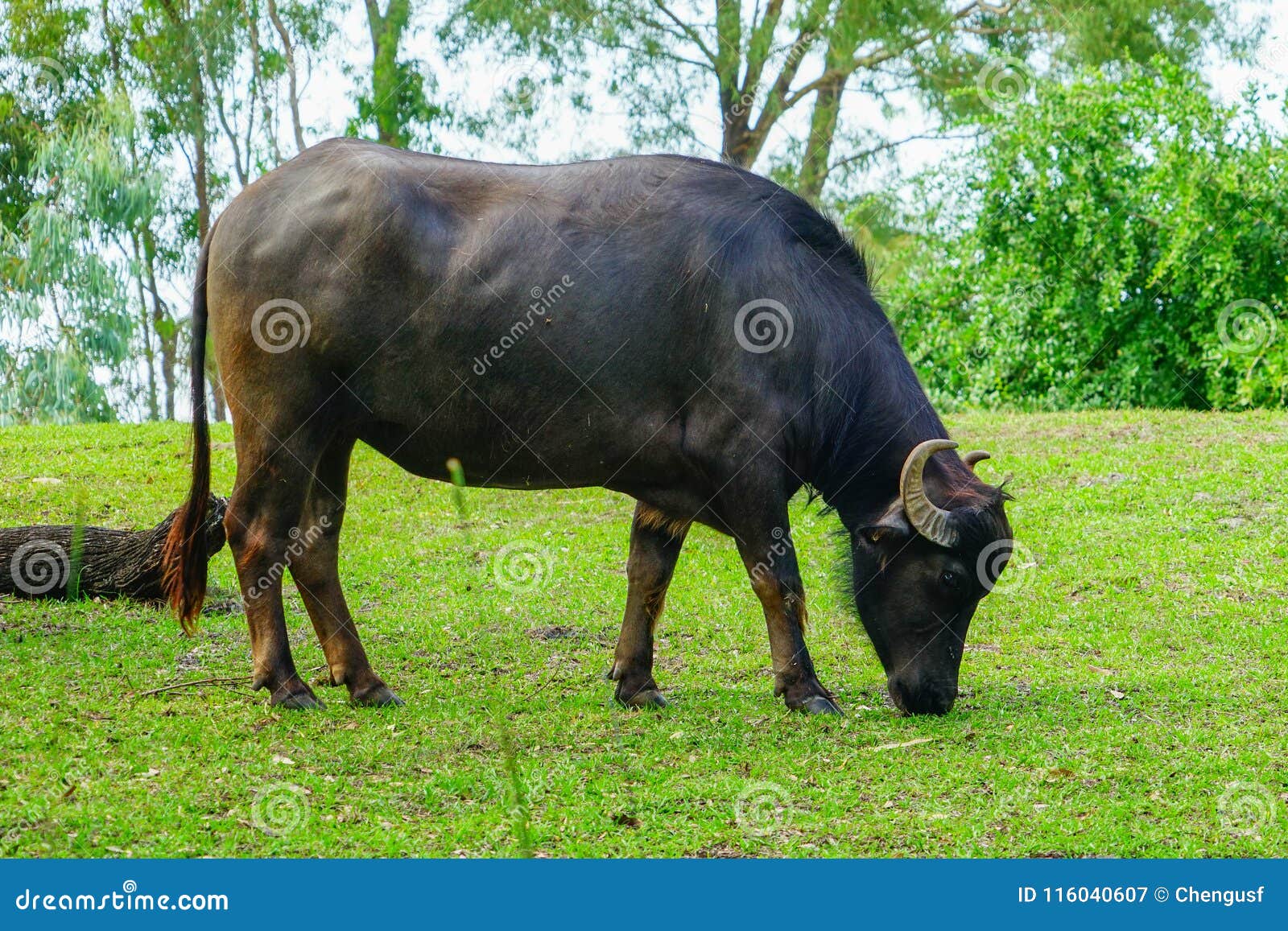 Black Buffalo is resting stock image. Image of look 116040607