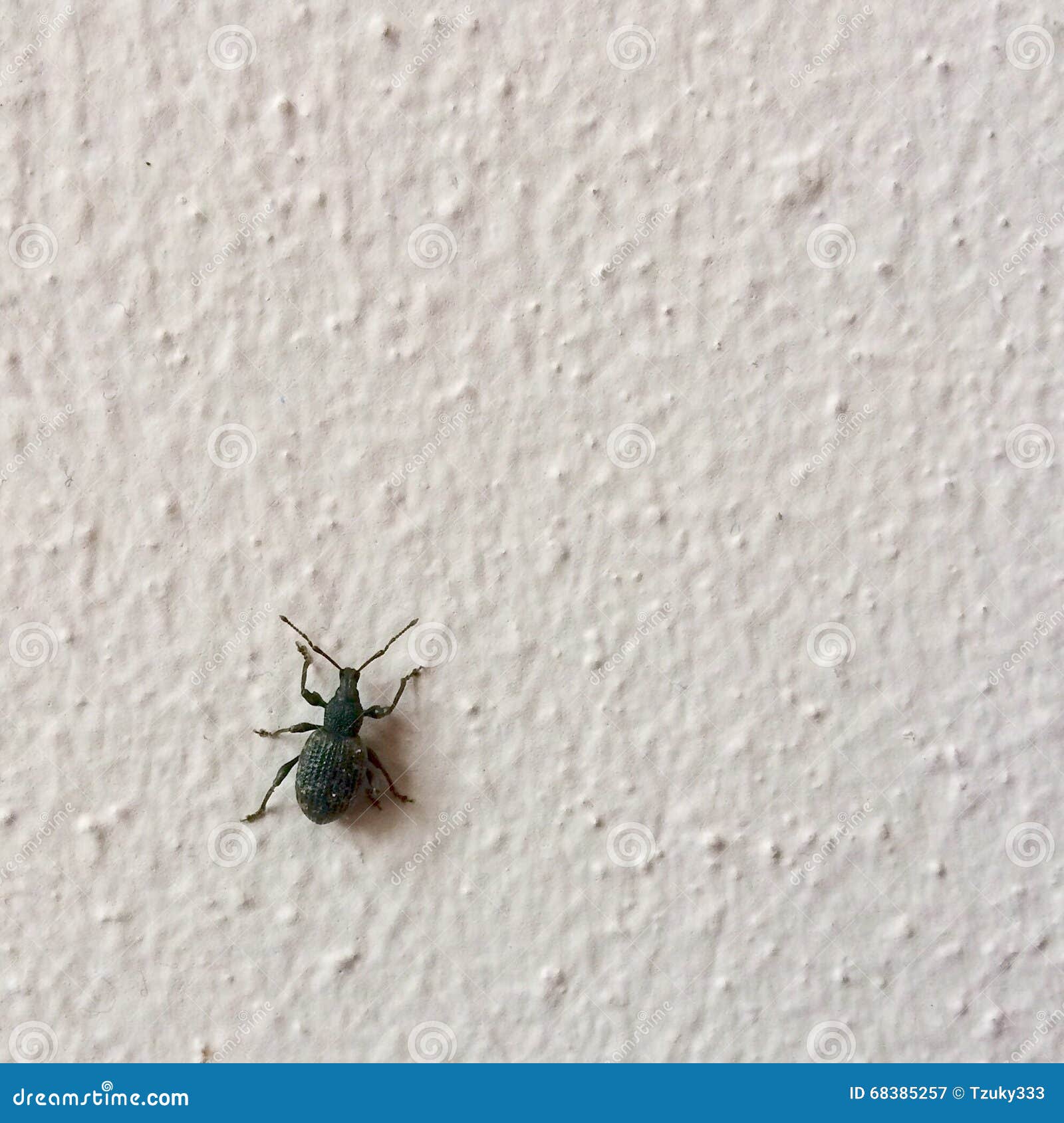 Black Bug Climbing on a White Wall Stock Image Image of black