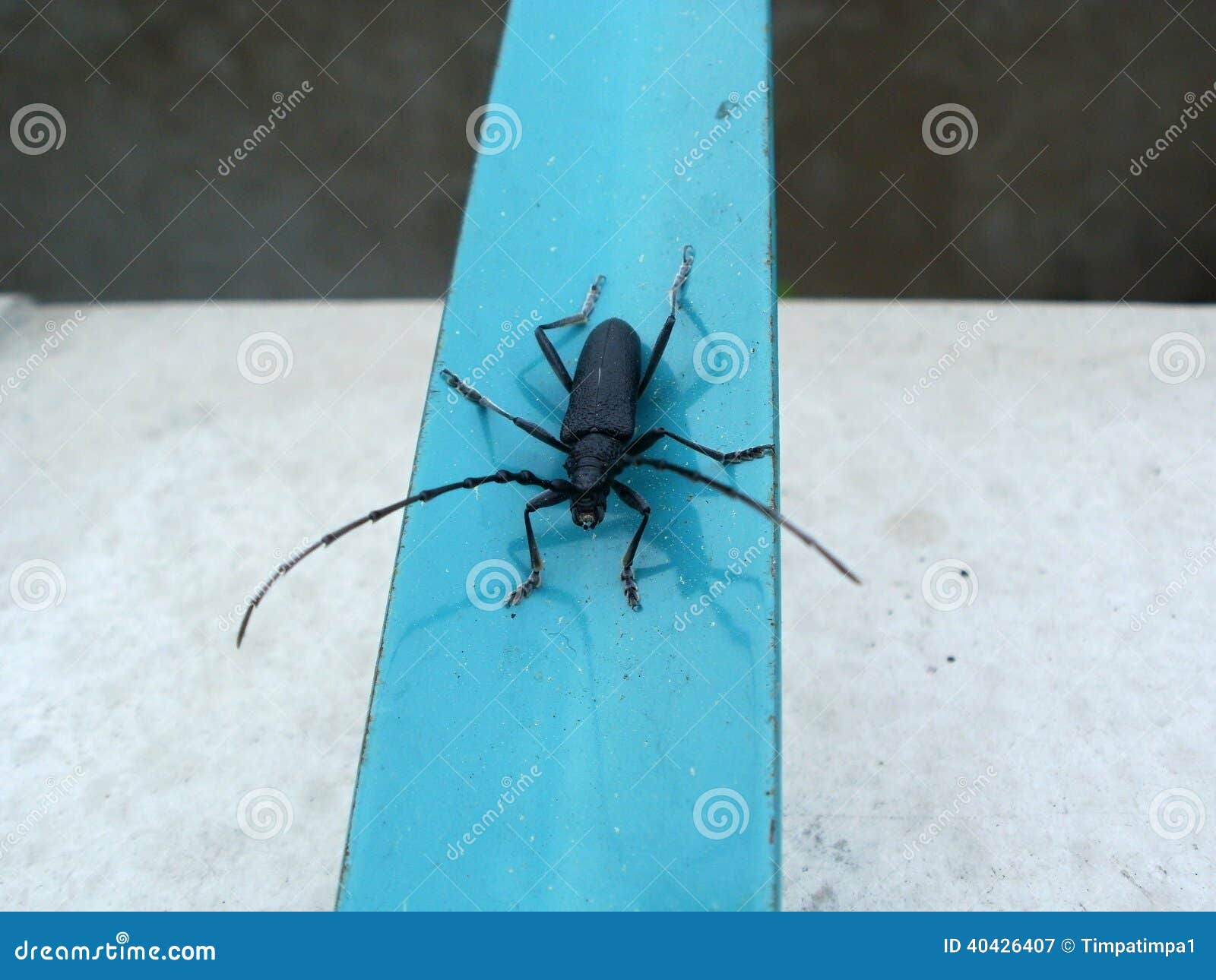 Black bug with feelers stock image. Image of animals - 40426407