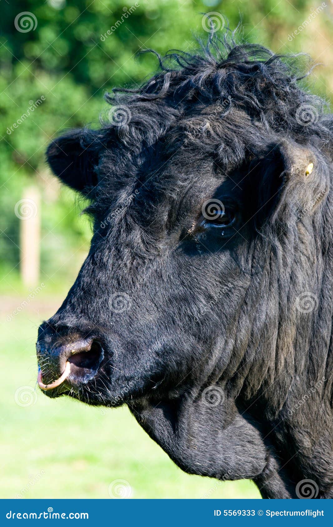 black bull 5569333