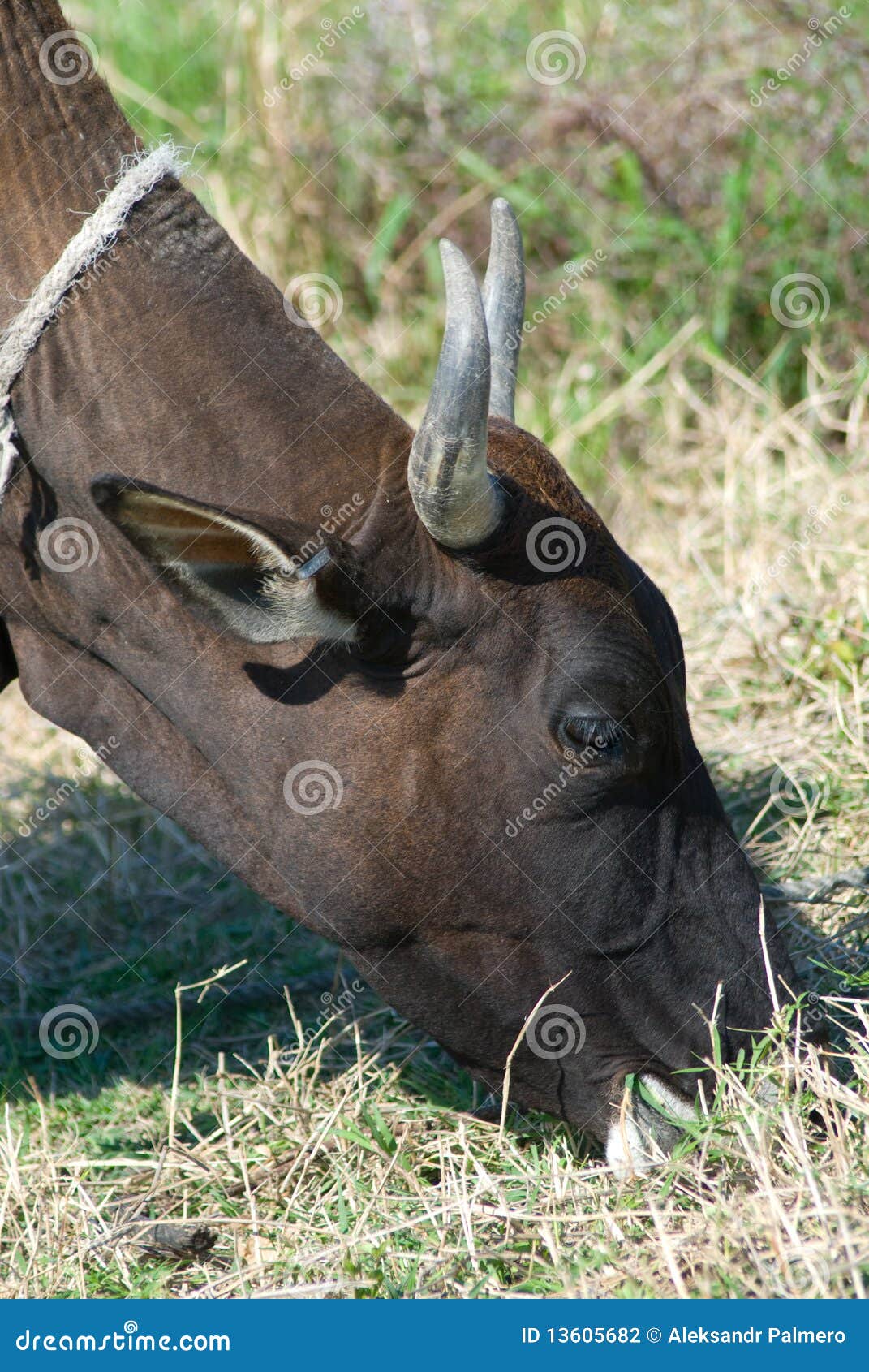 Black bull eating grass