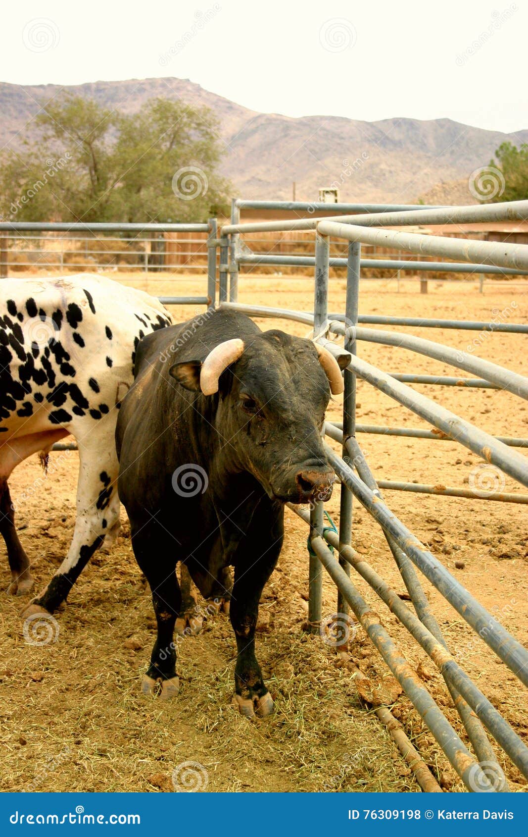 Black bull stock photo. Image of black, horns, pointed 76309198