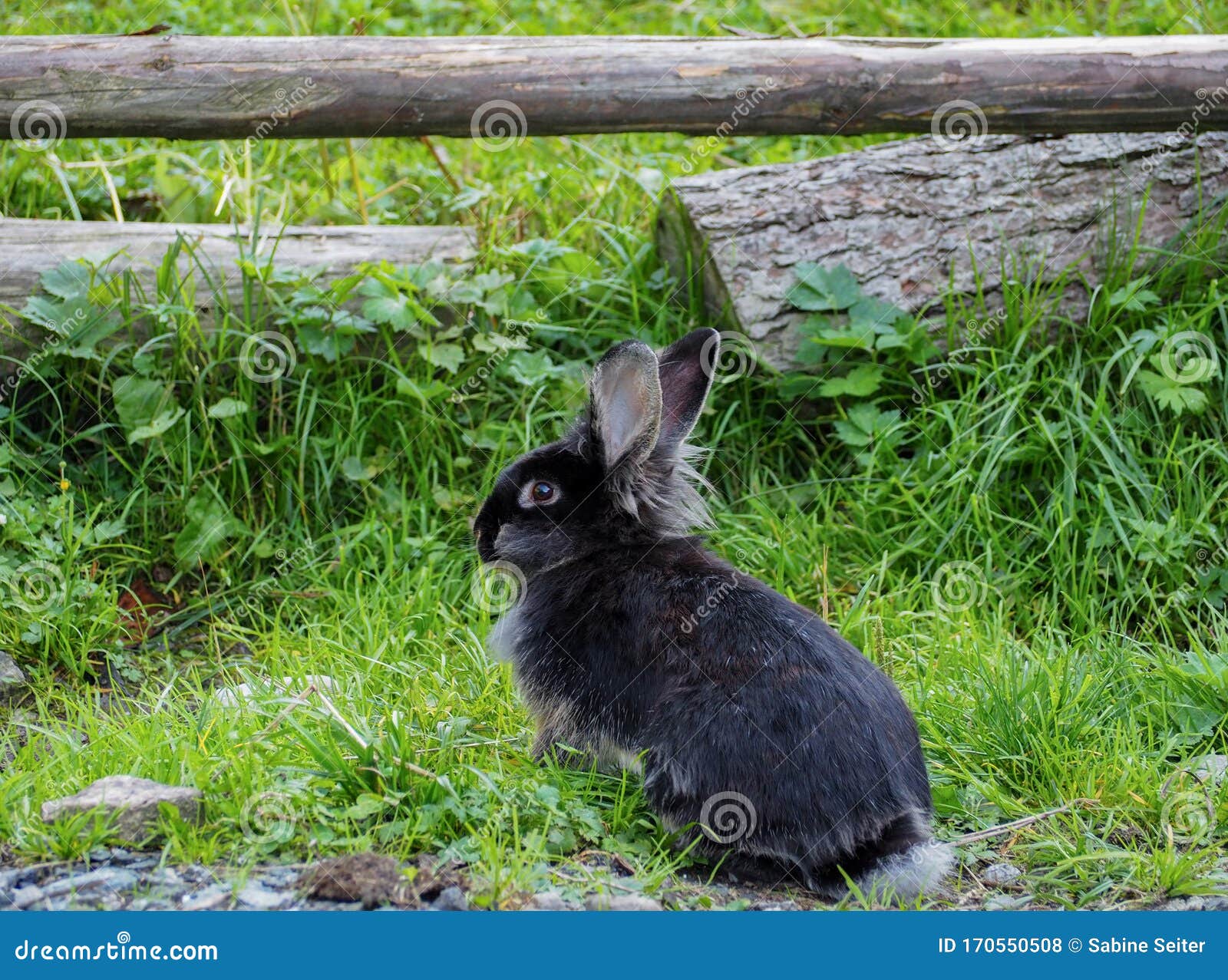 Black bunny in a meadow stock photo. Image of mammal 170550508