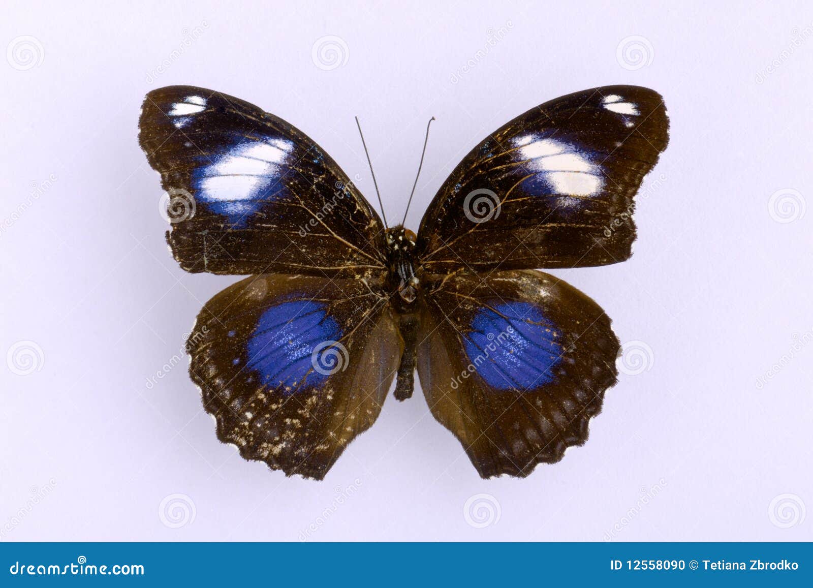 A black butterfly stock photo. Image of nature, beautiful 12558090