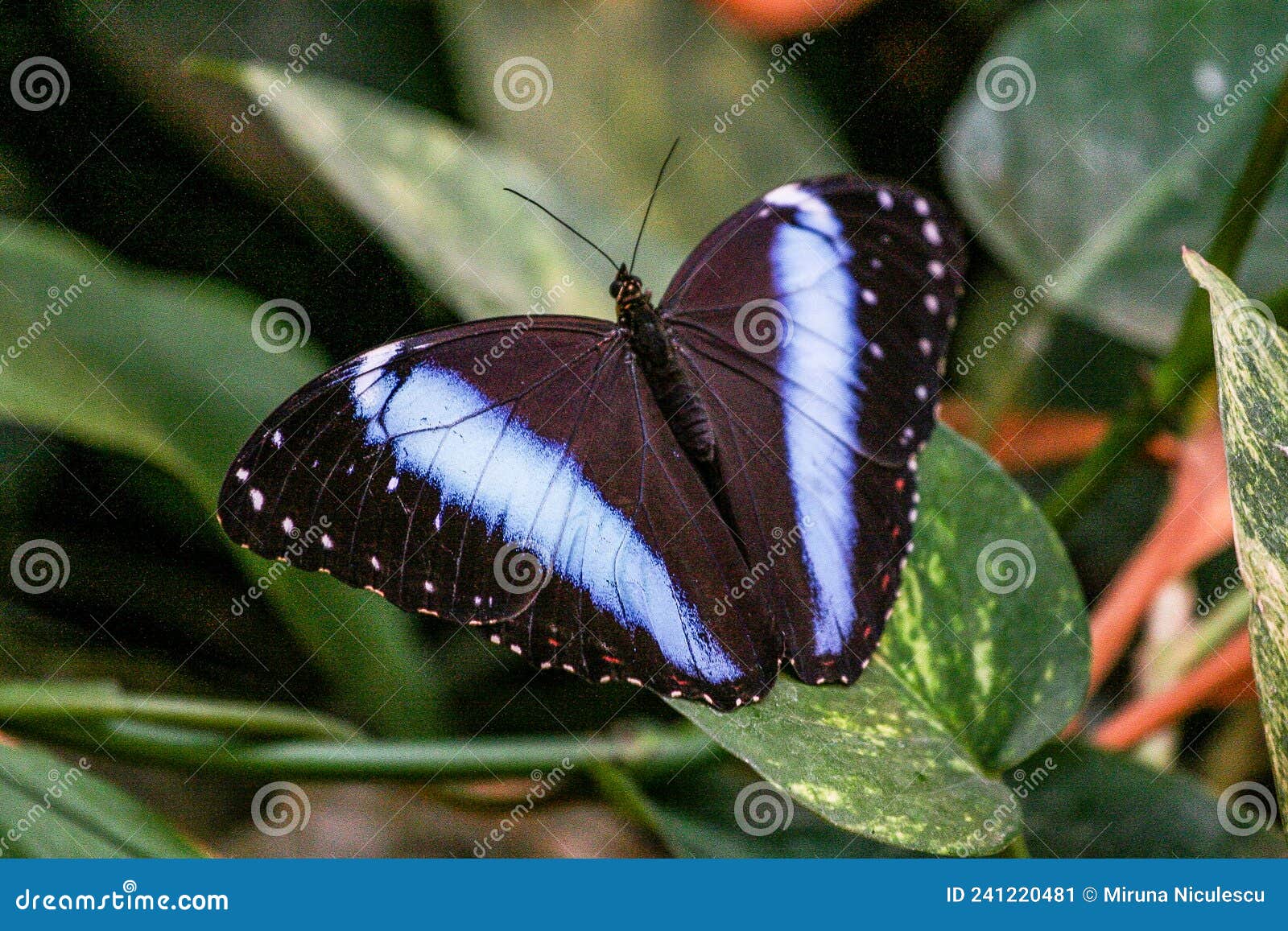Black Butterfly with Blue Lines and Spots Stock Image Image of blue