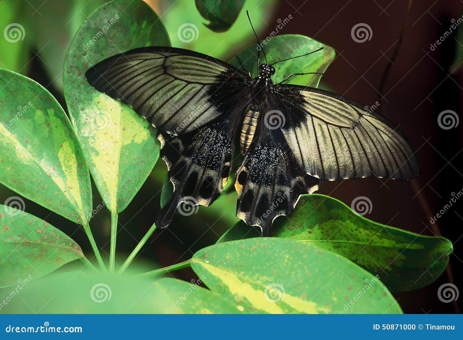 Black butterfly in Malaysia. An elegant black butterfly, called Black Mormon (Papilio memnon), on green leaves.