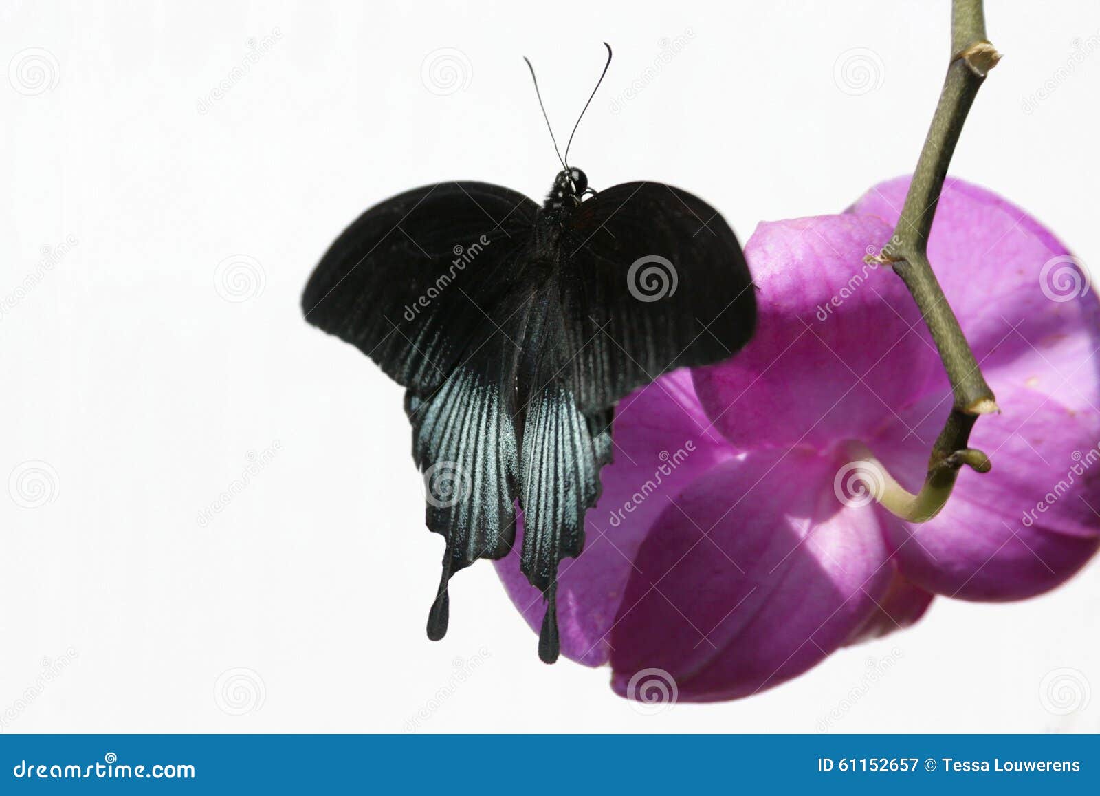 Download Black Butterfly On Pink Orchid Flower Stock Image - Image ...