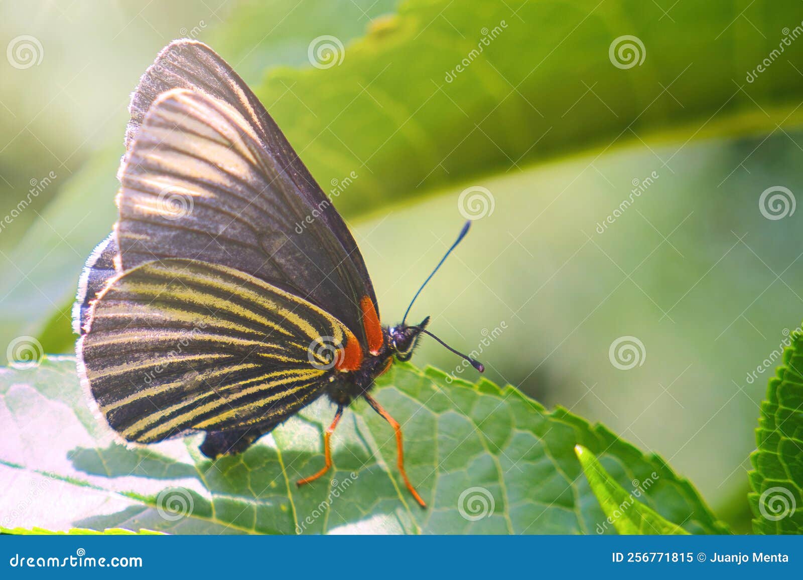 Black Butterfly Posing on Green Leafs Stock Image Image of green