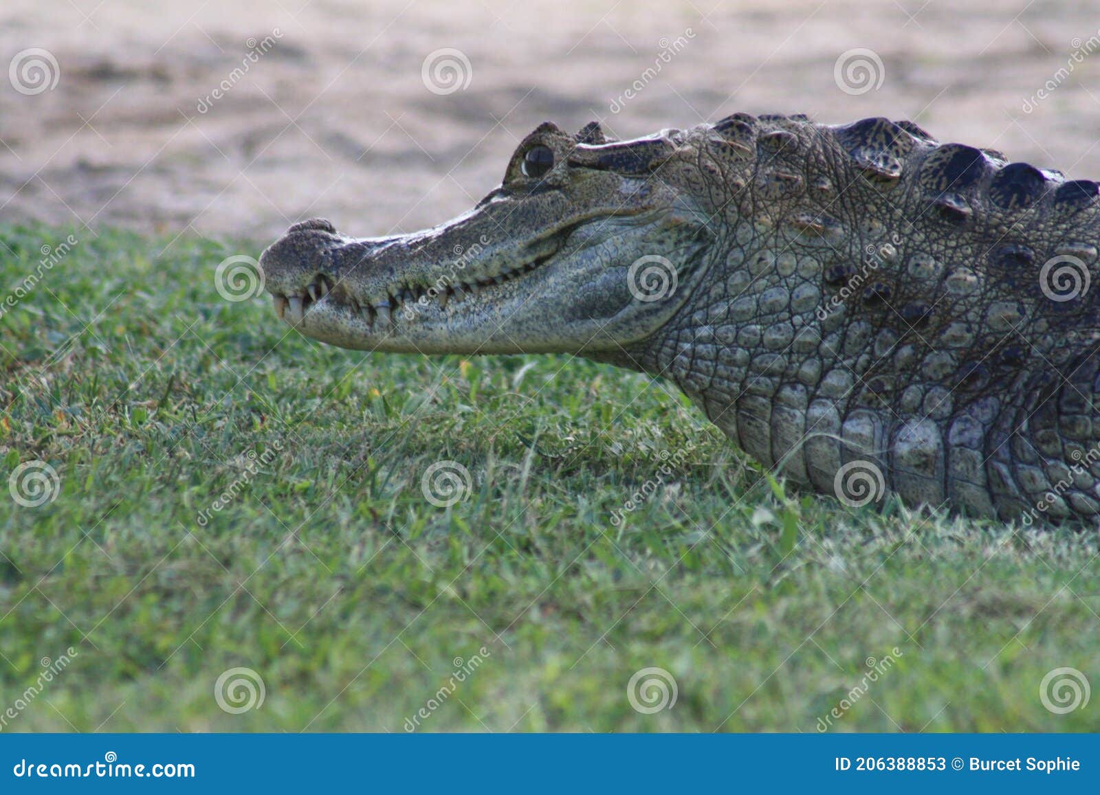 Black Caiman in the Kaw Marshes in French Guiana Stock Image - Image of  beautiful, banks: 206388853