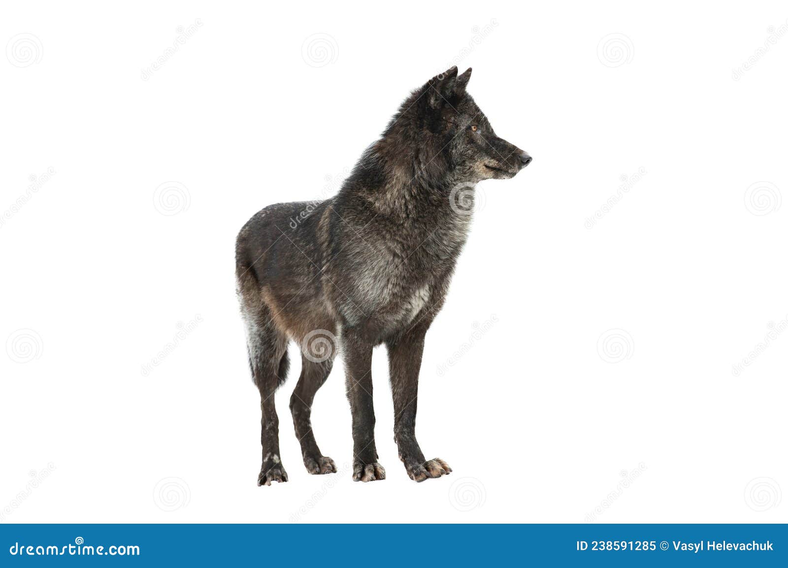 Black Canadian Wolf Isolated on White Background Stock Image Image of