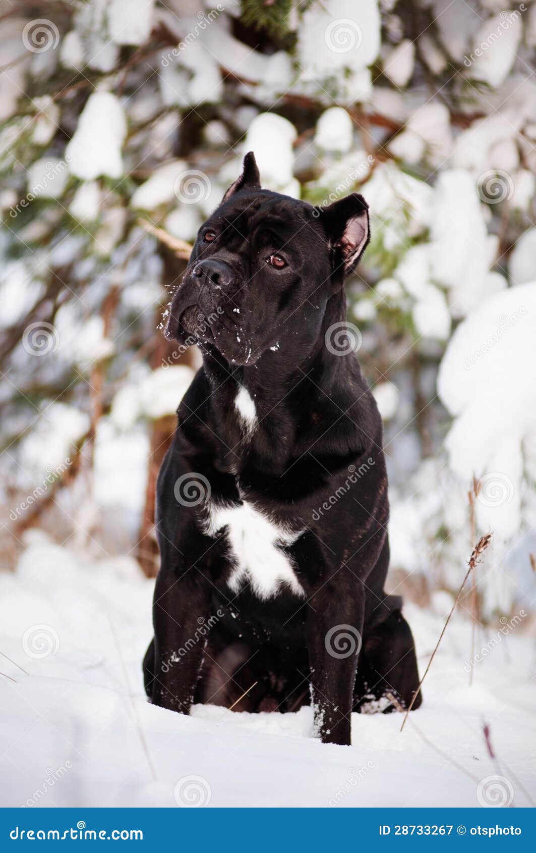 Black Cane Corso Dog In The Snow Royalty Free Stock