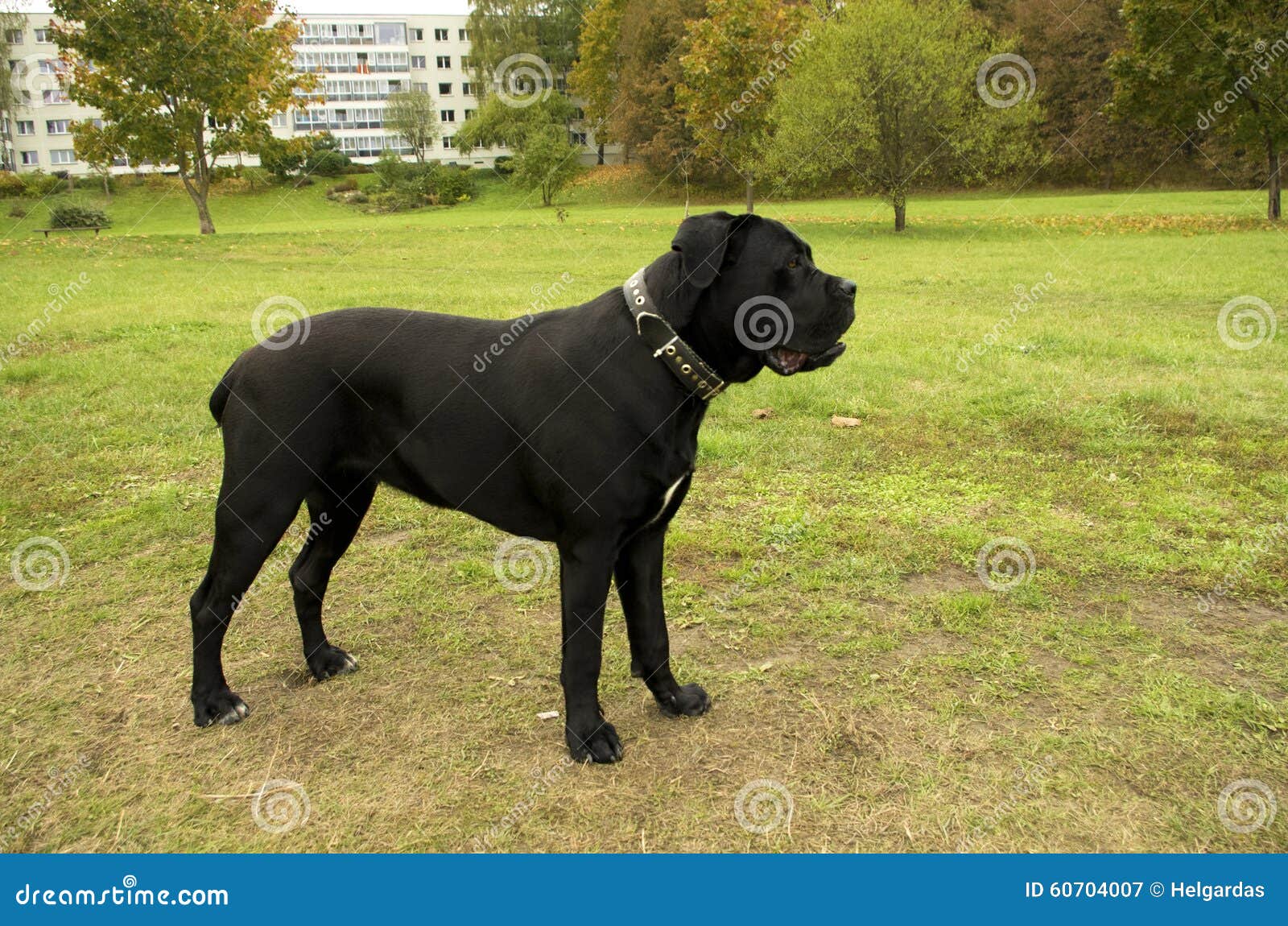 Black Cane Corso dog stock image. Image of dogs, black 60704007