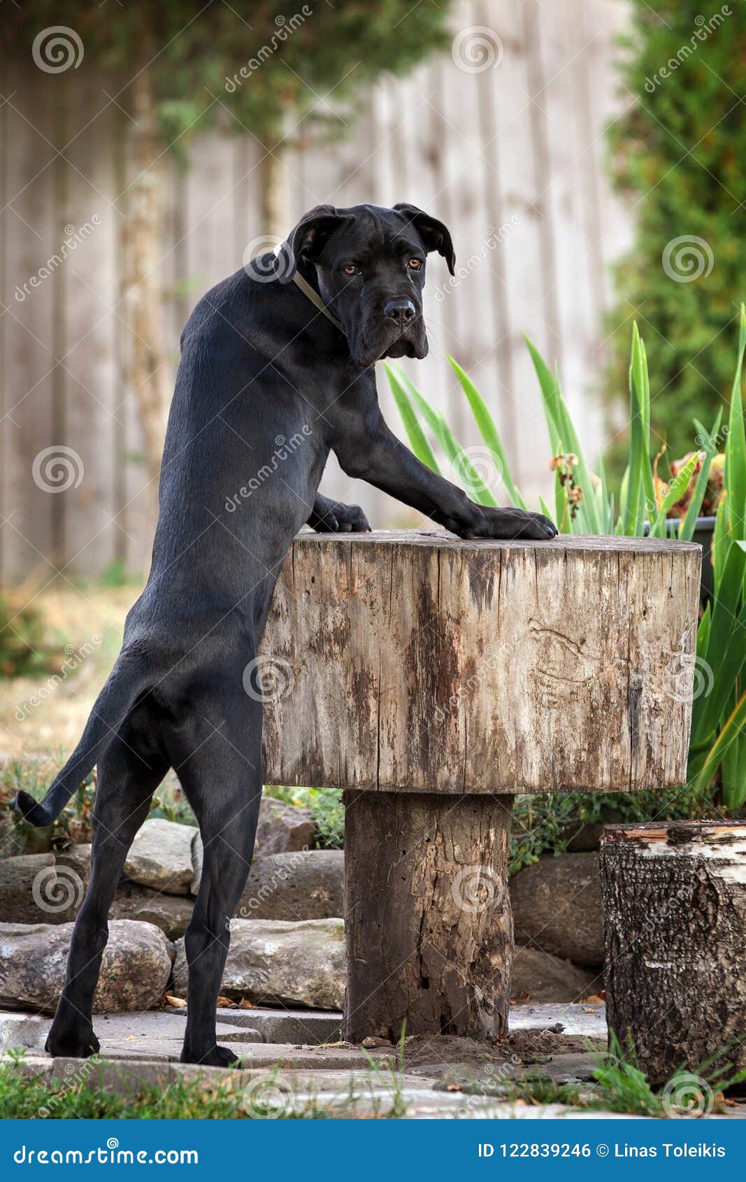 Portrait Of Cane Corso Dog In The Yard Stock Photo Image