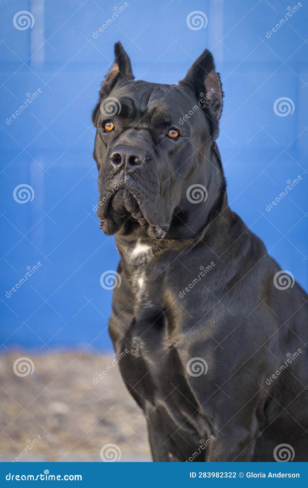 Black Cane Corso Italian Mastiff Portrait Stock Photo - Image of