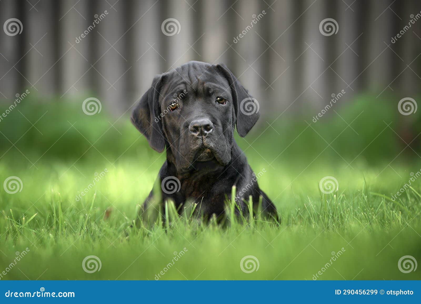 Black Cane Corso Puppy Lying Down on Grass Stock Image Image of