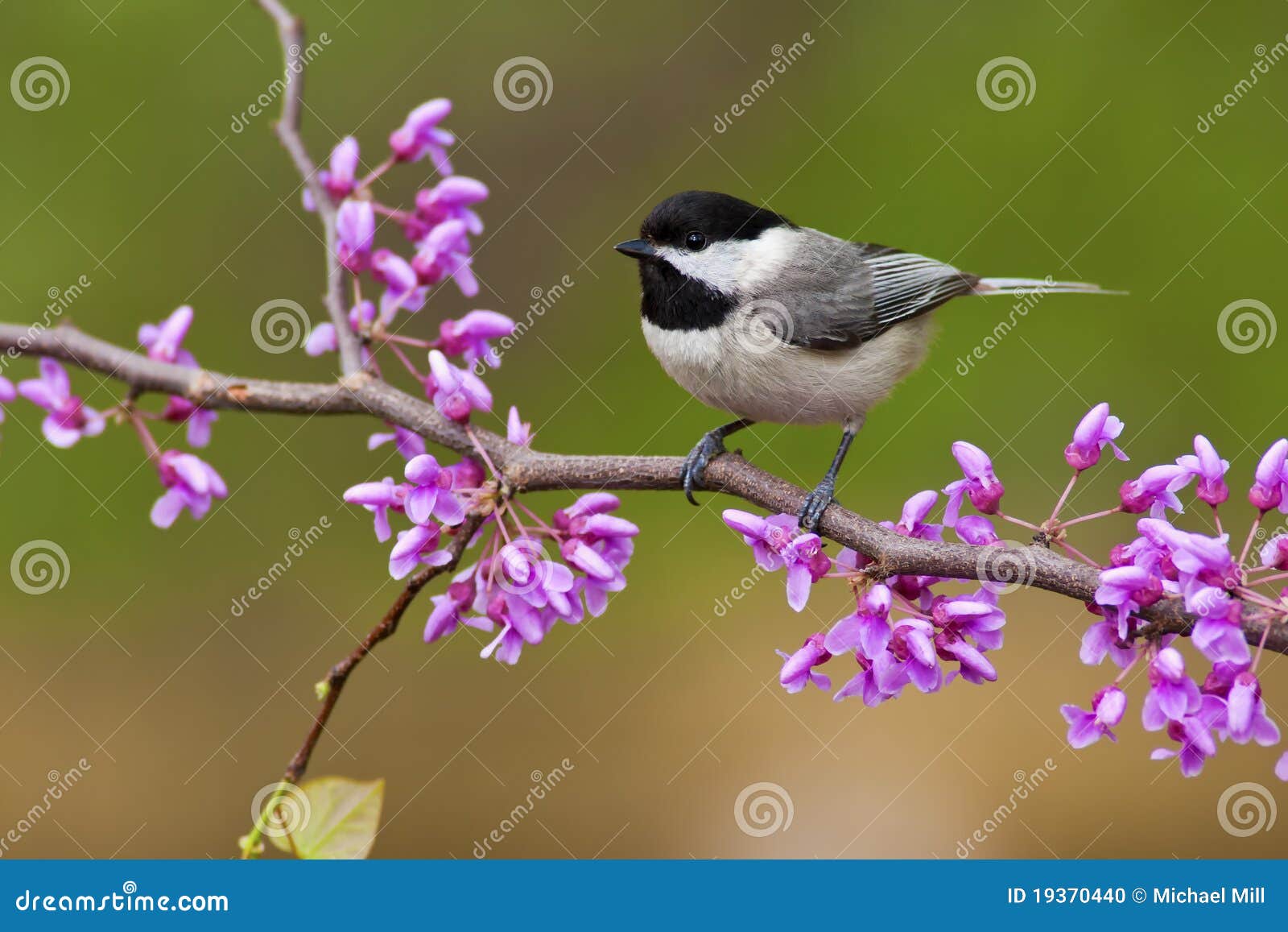 black-capped chickadee on redbud