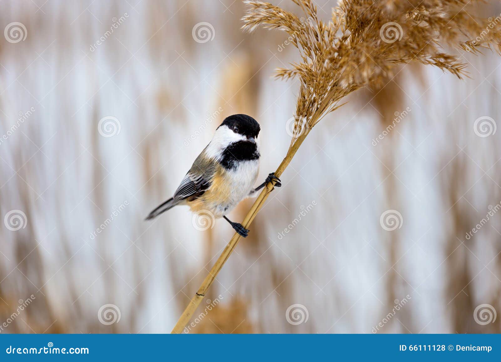 black capped chickerdee.