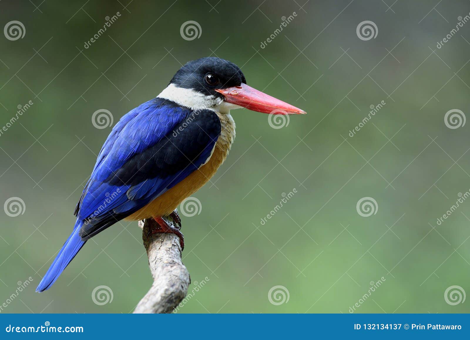 Black-capped Kingfisher (Halcyon Pileata) Beautiful Blue Wings W Stock ...