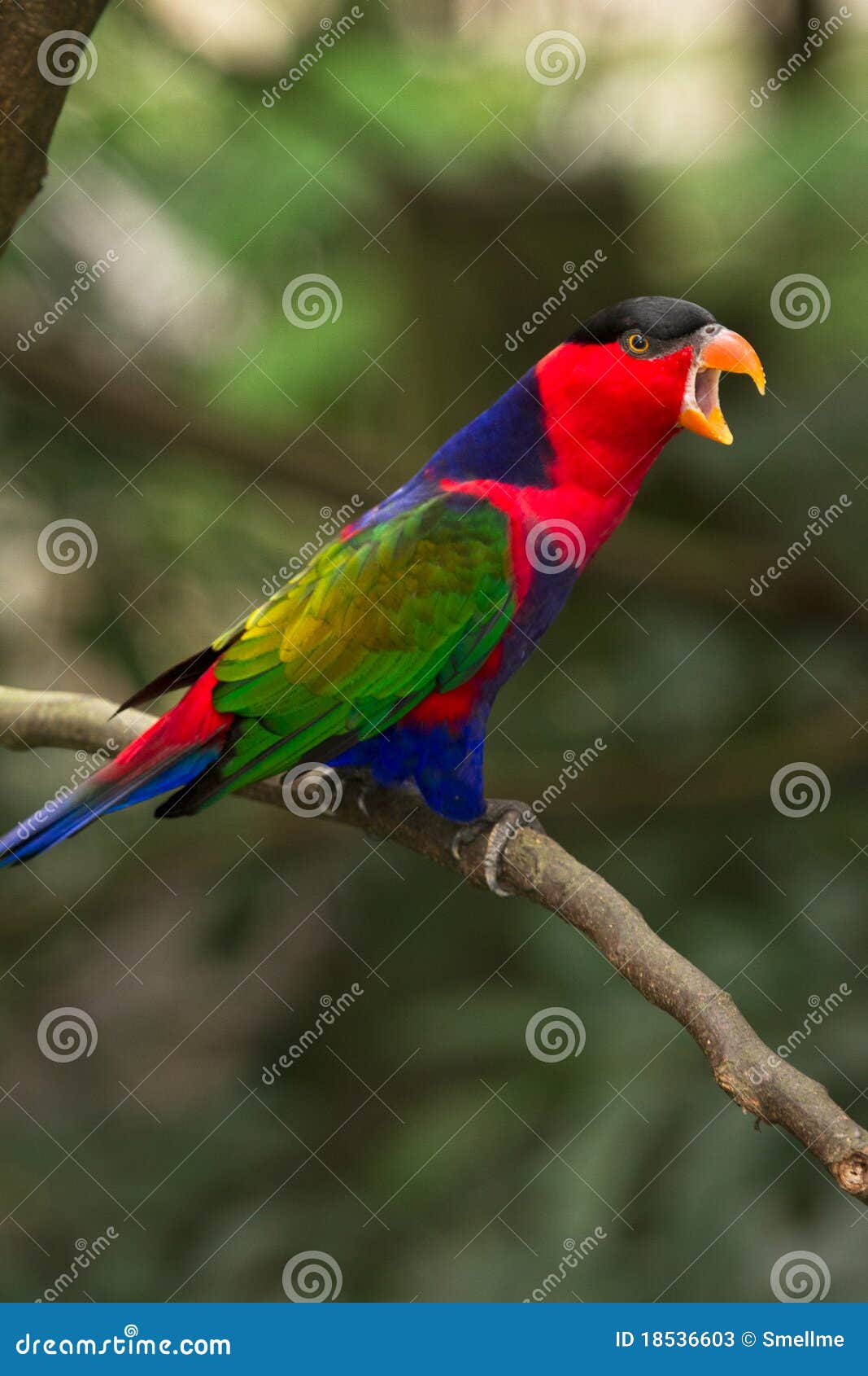 black-capped lory