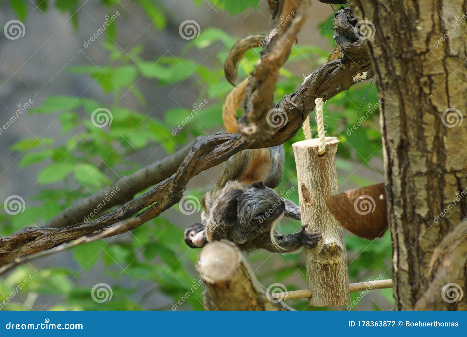 Download Cute emperor tamarin. stock photo. Image of female, forest ...