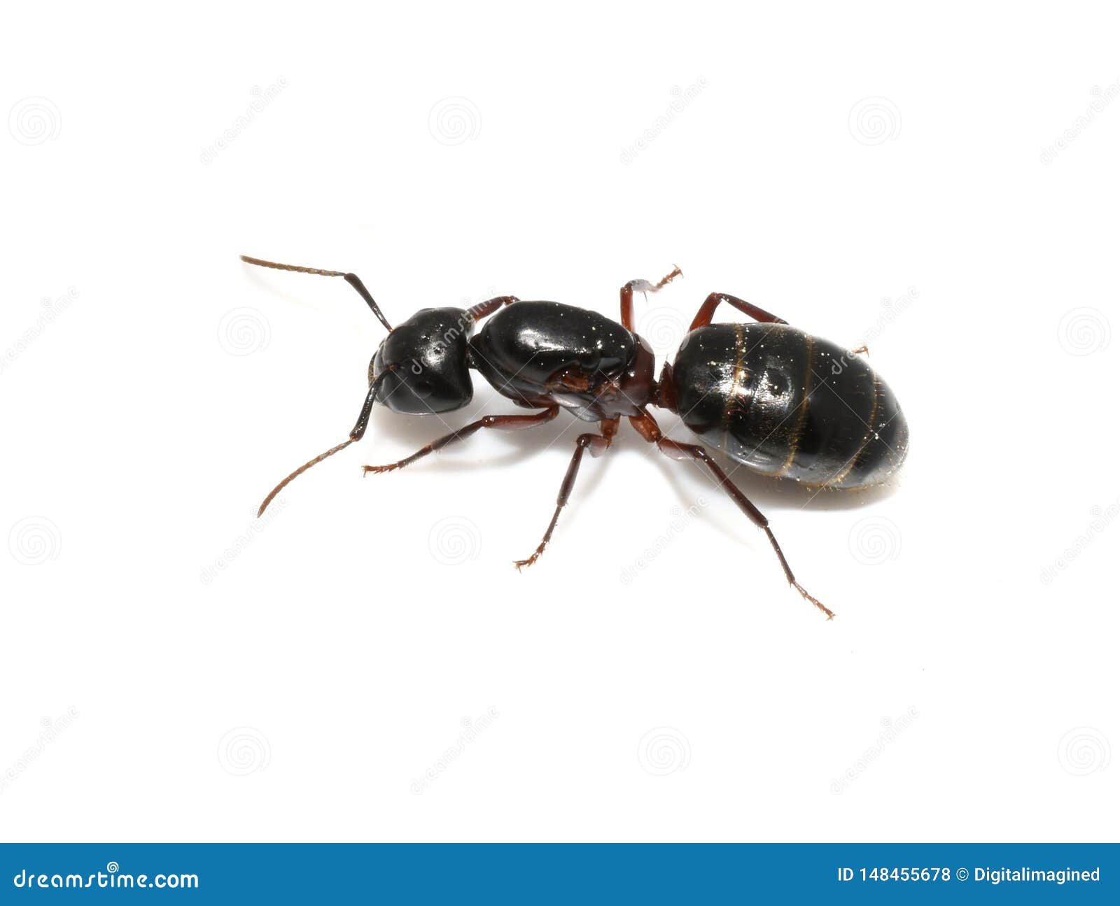 Black Ant Queen