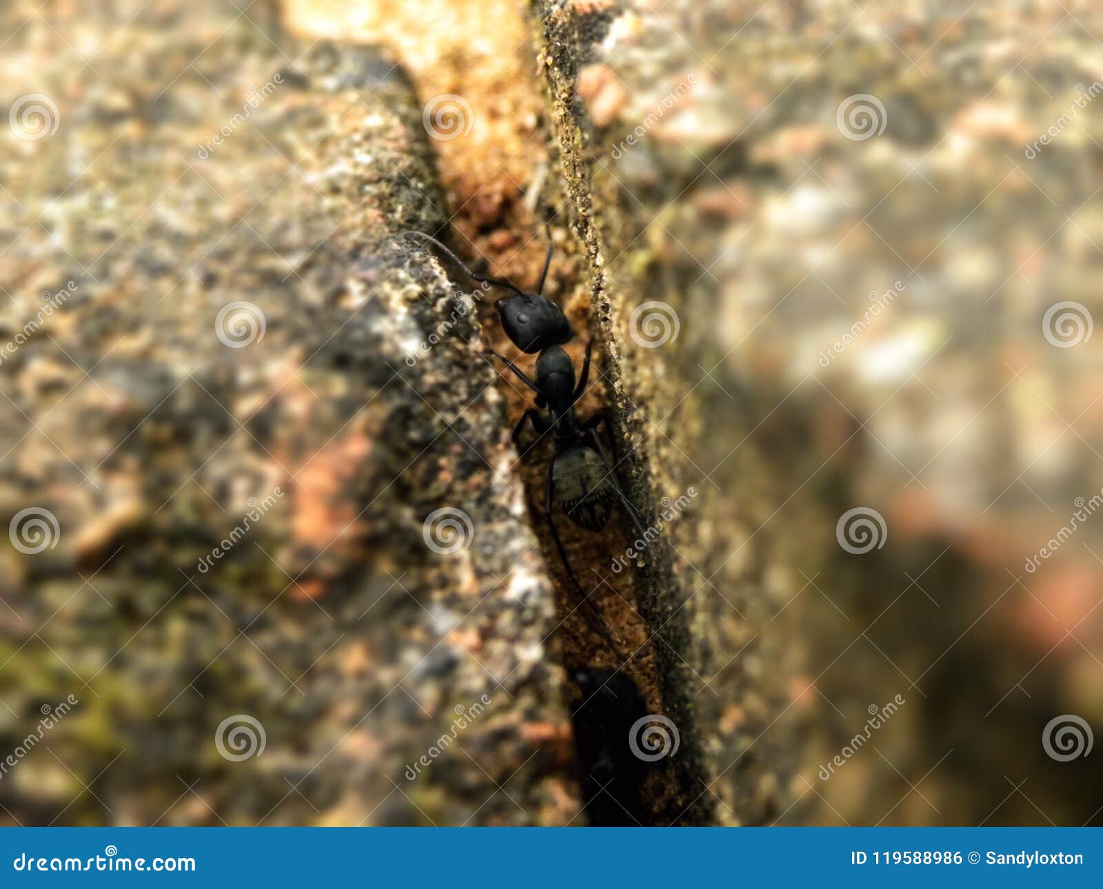 Black Carpenter Ants in between Outside Brick Work Stock Photo Image