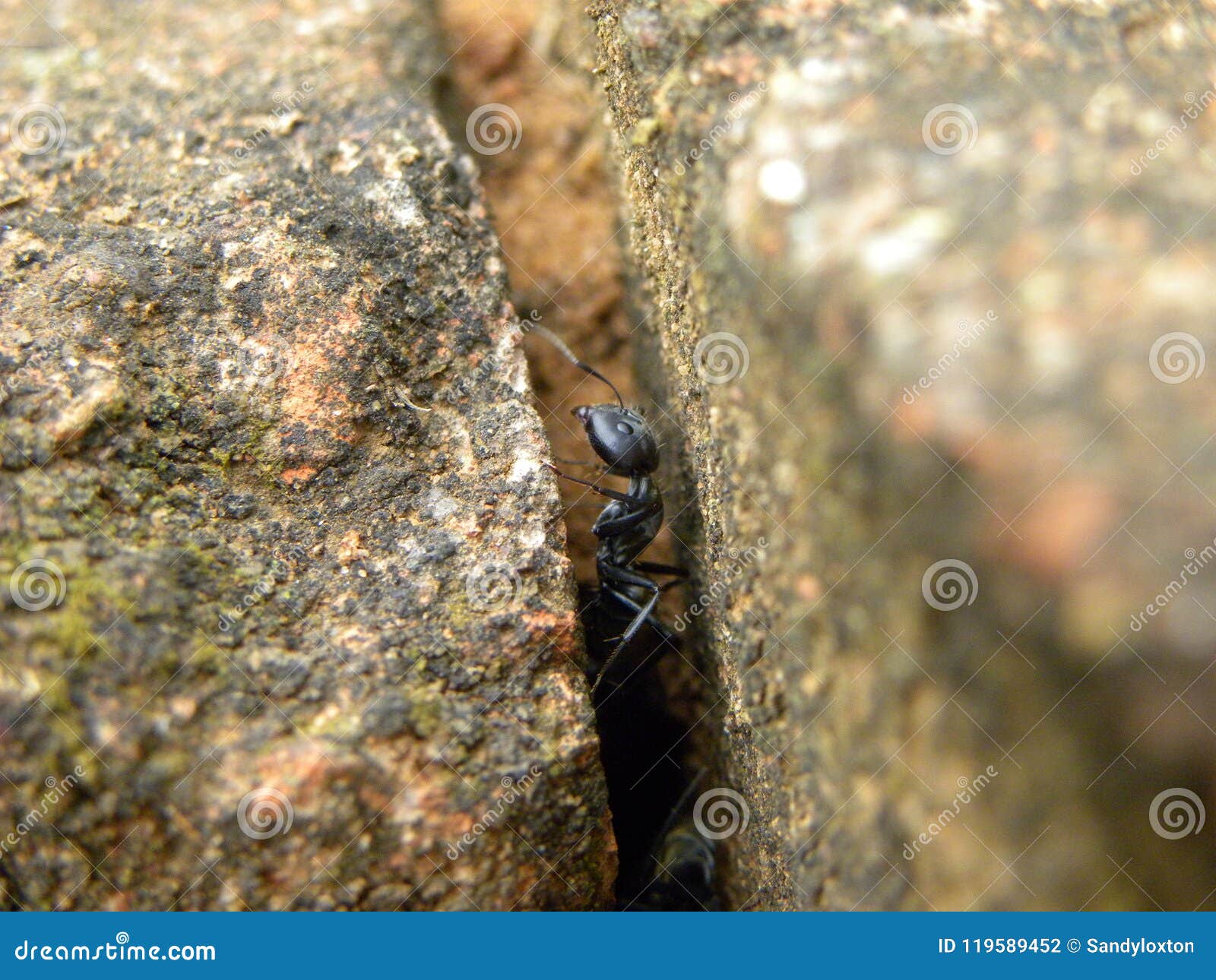 Black Carpenter Ants in between Outside Brick Work Stock Photo Image