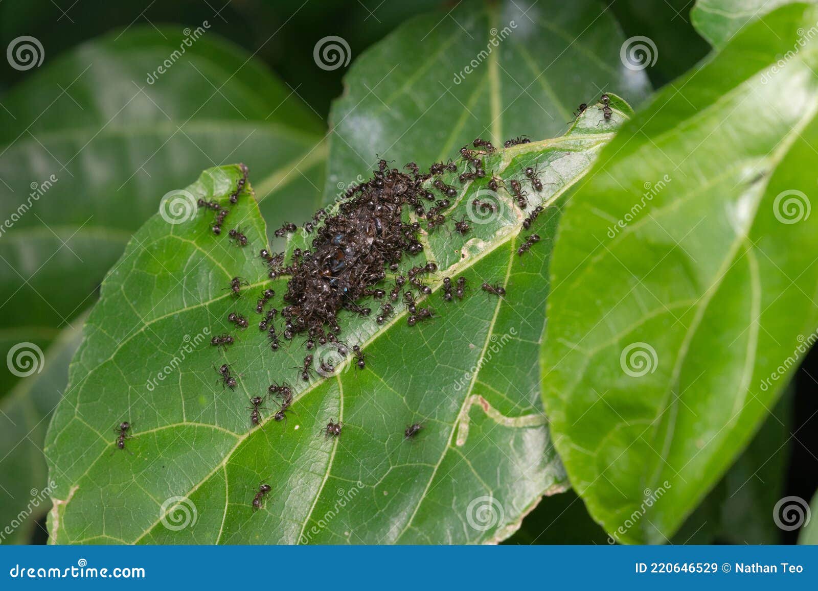 Black Carpenter Ants Swarming Food on a Leaf Stock Image Image of