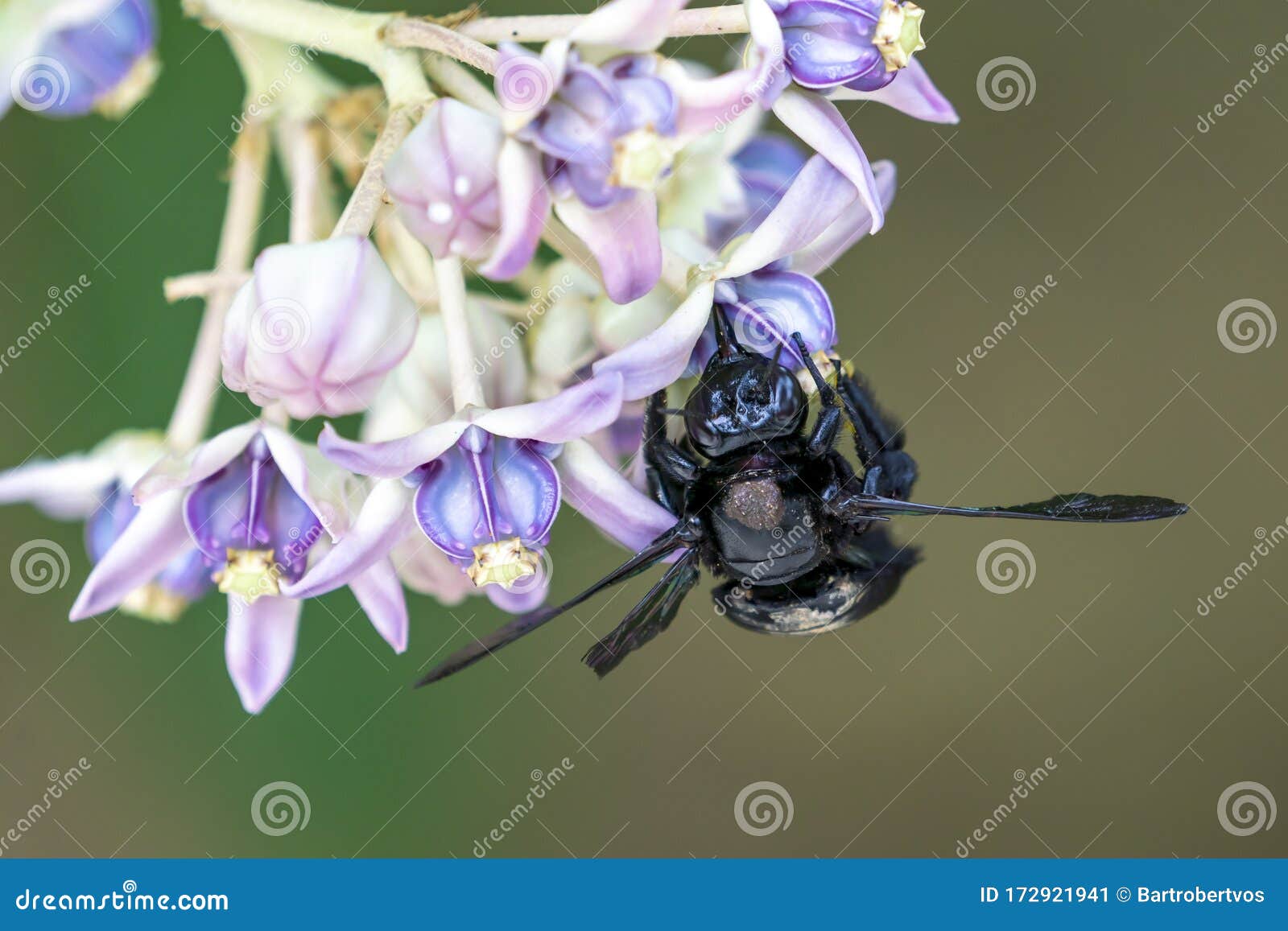 a black carpenter bee in bali on a flower