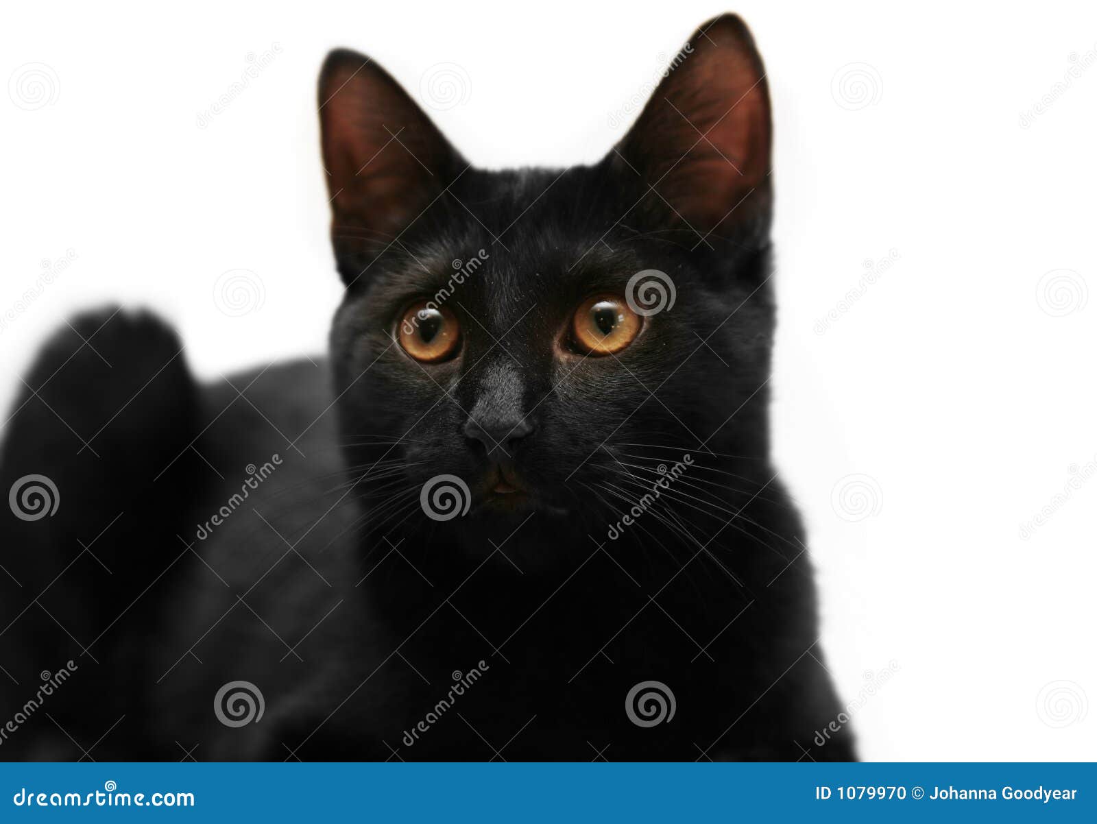2,117 Black Cat Pixel Royalty-Free Images, Stock Photos & Pictures