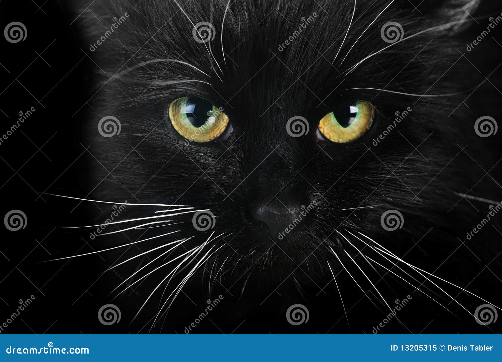 Black cat stock image. Image of spotted, young, vertebrate 13205315