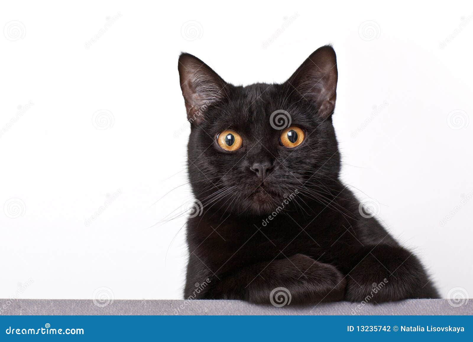 Black cat stock photo. Image of playful, relax, look 13235742