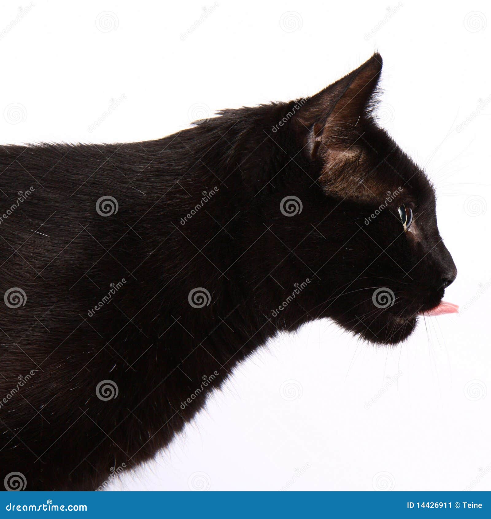 Black cat stock image. Image of fauna, white, lips, hunter - 14426911