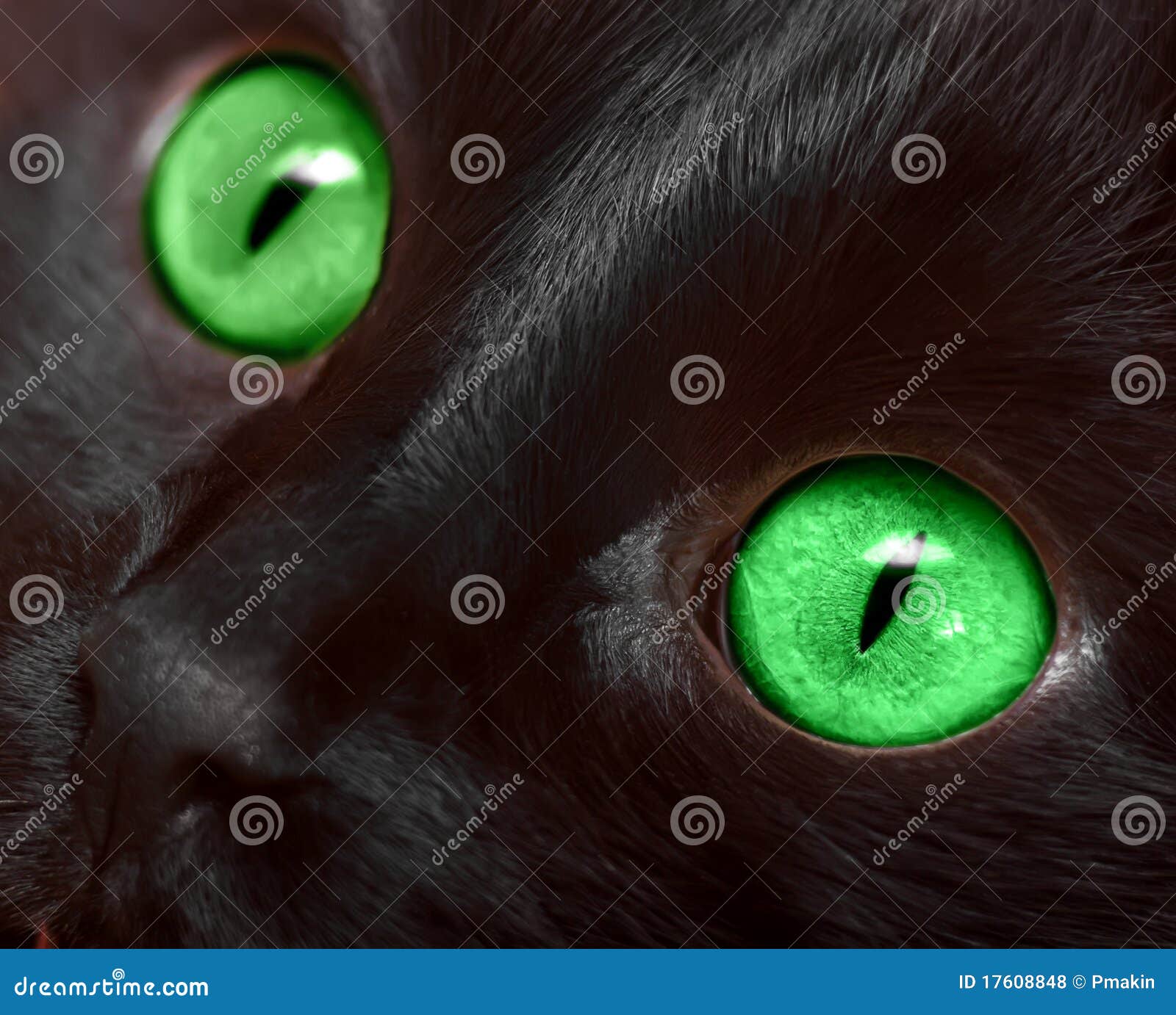 Muzzle closeup of black cat with green eyes